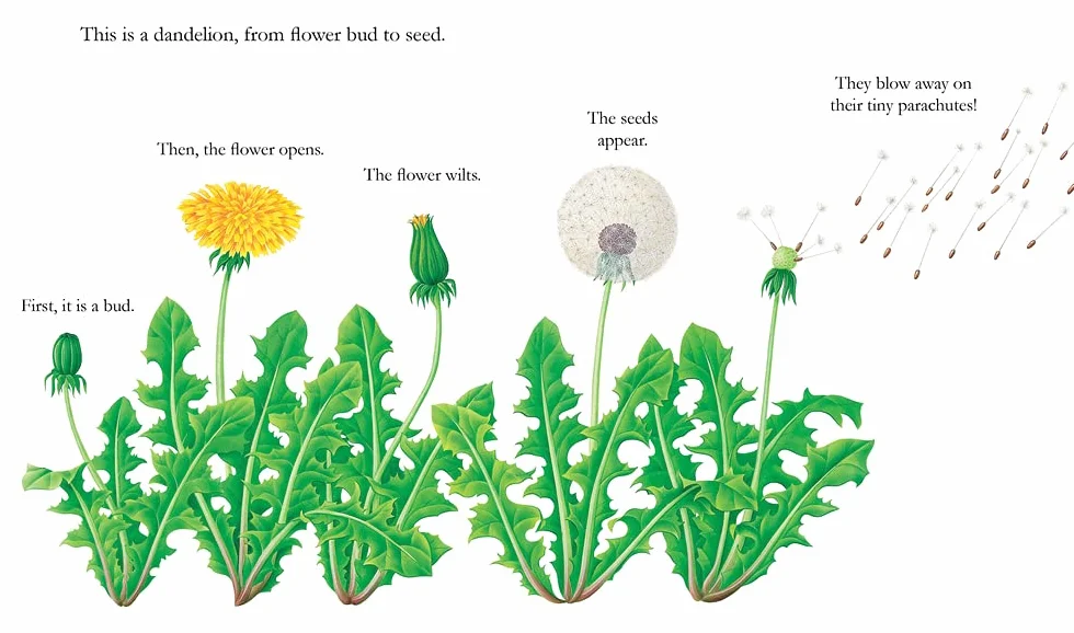 Flowers: 4