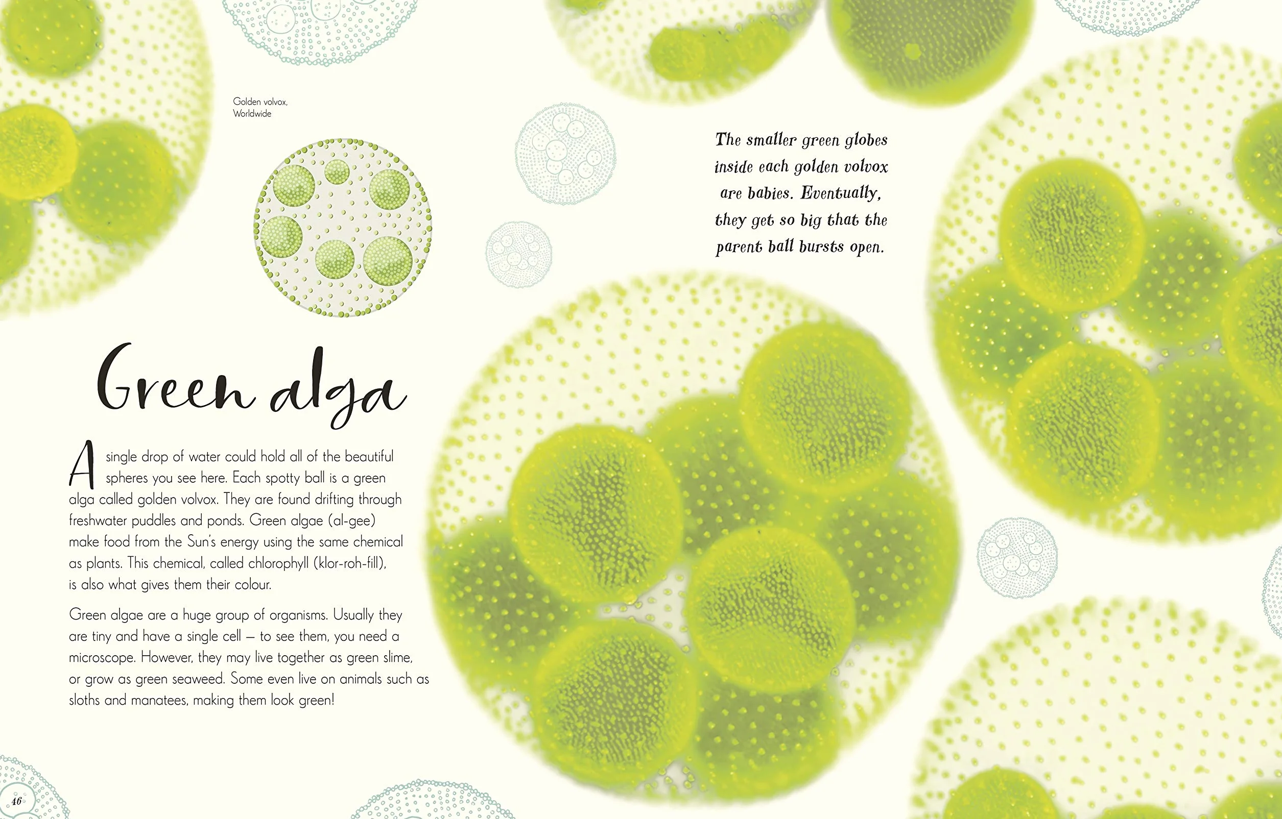 The Wonders of Nature (DK Children's Anthologies): Discover the Incredible Stories of the Natural World