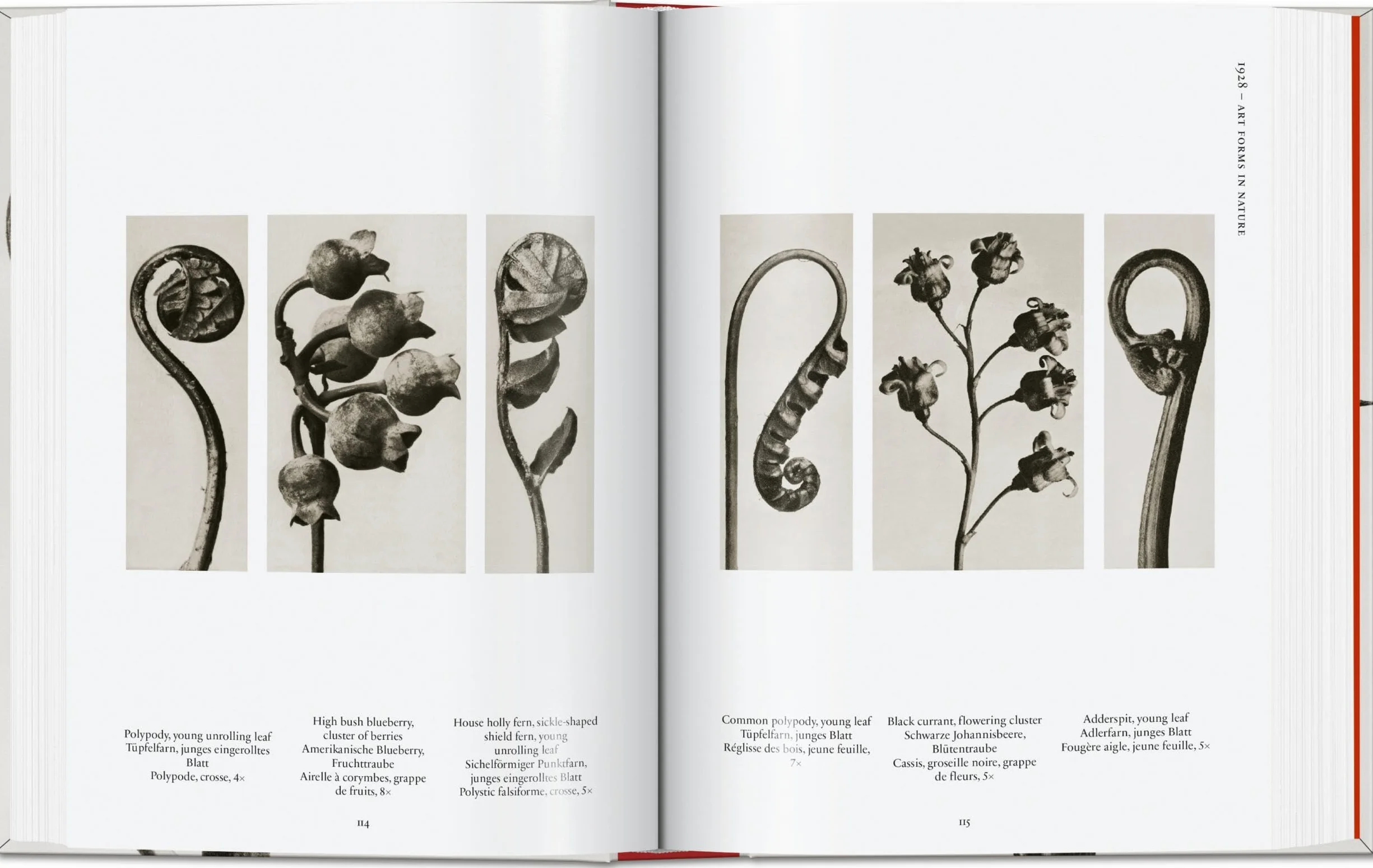 Karl Blossfeldt: The Complete Published Work: The Complete Published Work. 45th Ed.