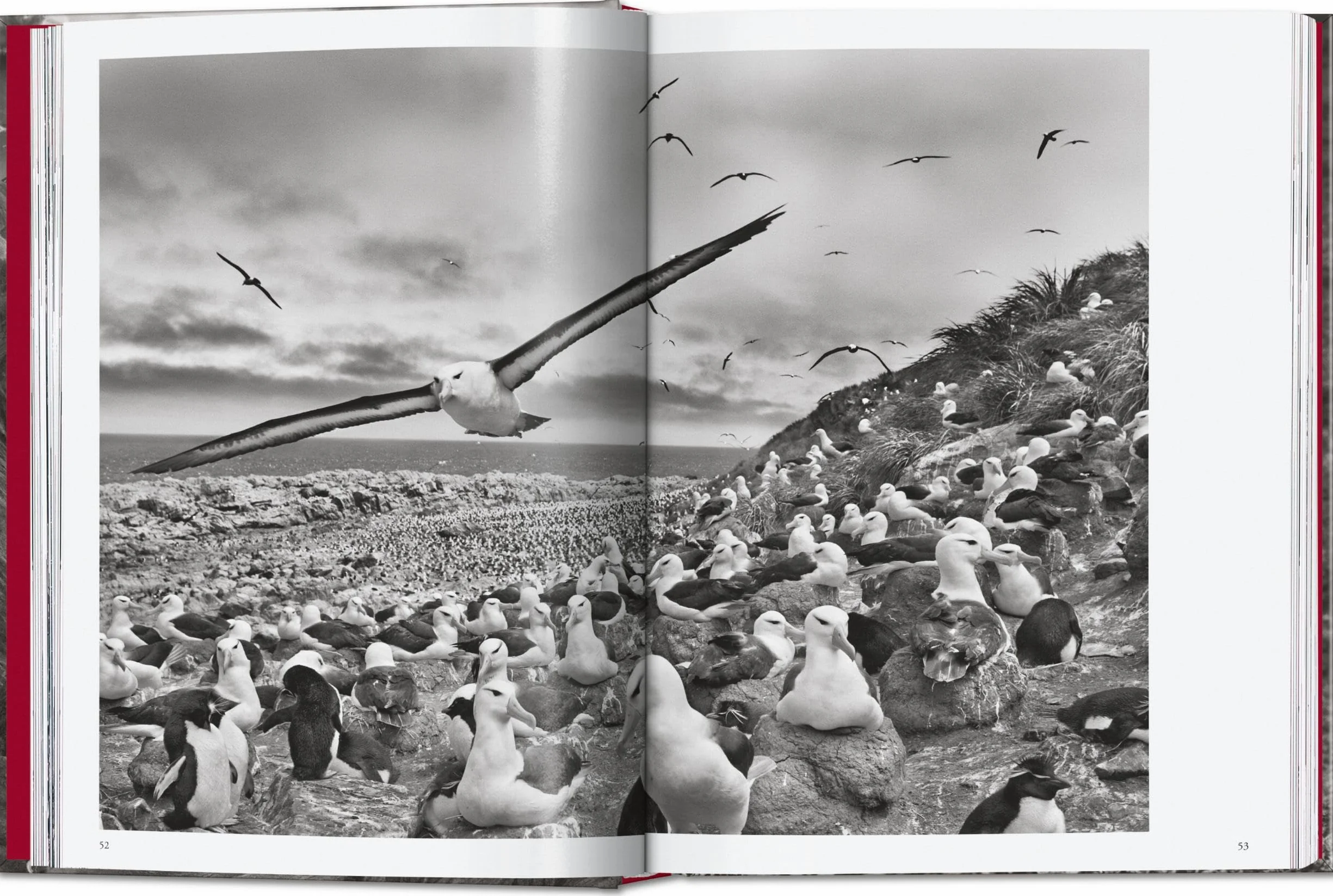 Sebastião Salgado. Genesis. 45th Ed.