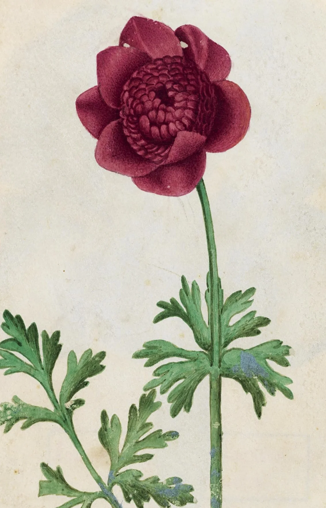 100 Flowers: One Hundred Postcards from the Royal Horticultural Society