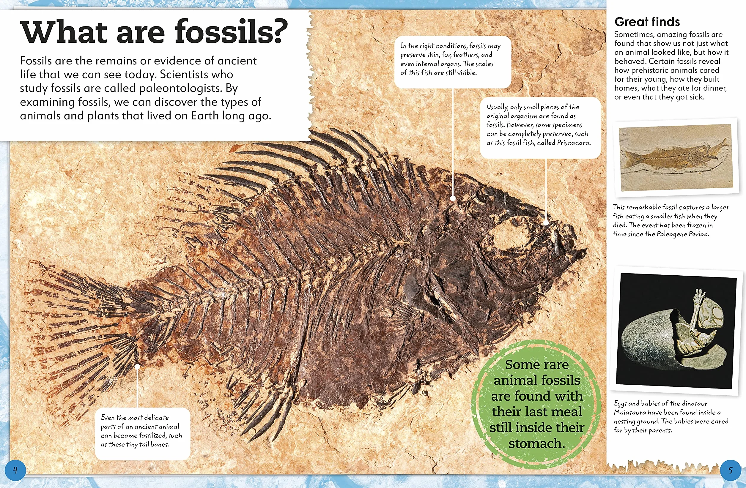 My Book of Fossils: A fact-filled guide to prehistoric life