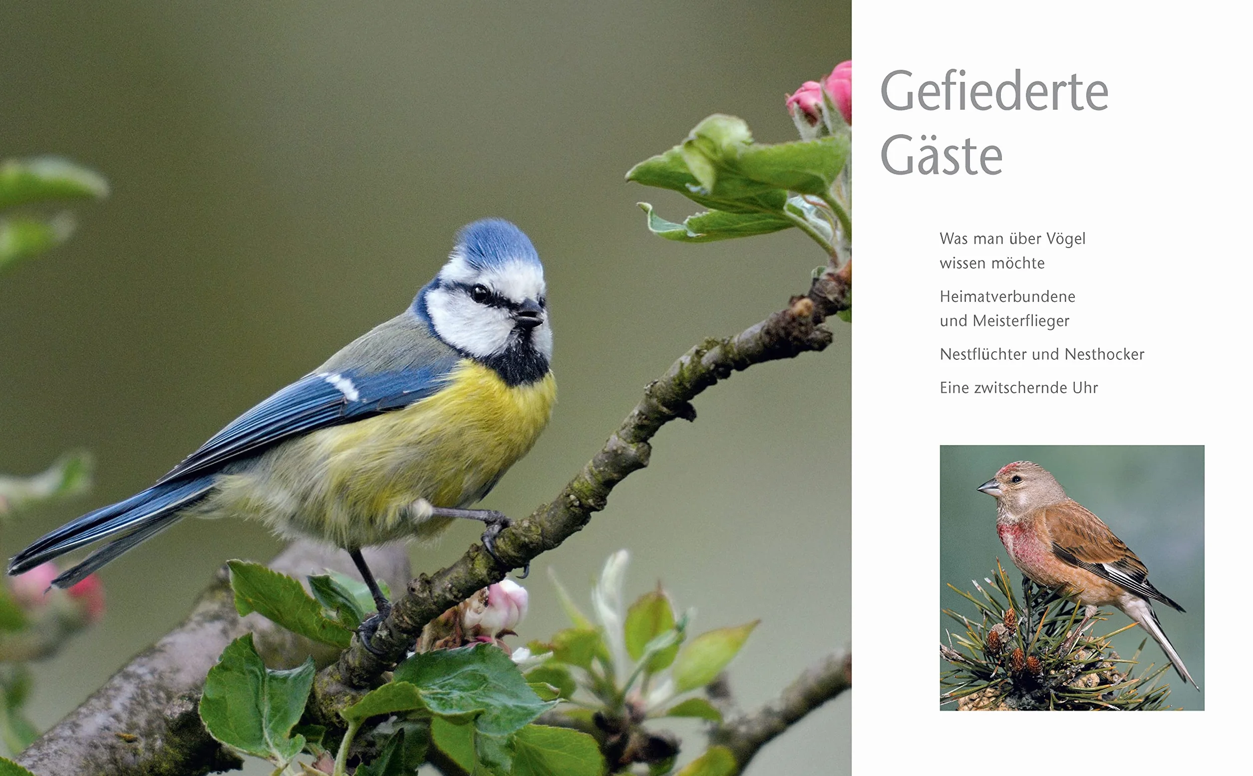 Vögel zu Gast im Garten - Heimische Vögel beobachten, bestimmen, schützen.: Vogelbuch 114 Vogelstimmen per QR-Code zum Download. Geschenk für Vogelfreunde