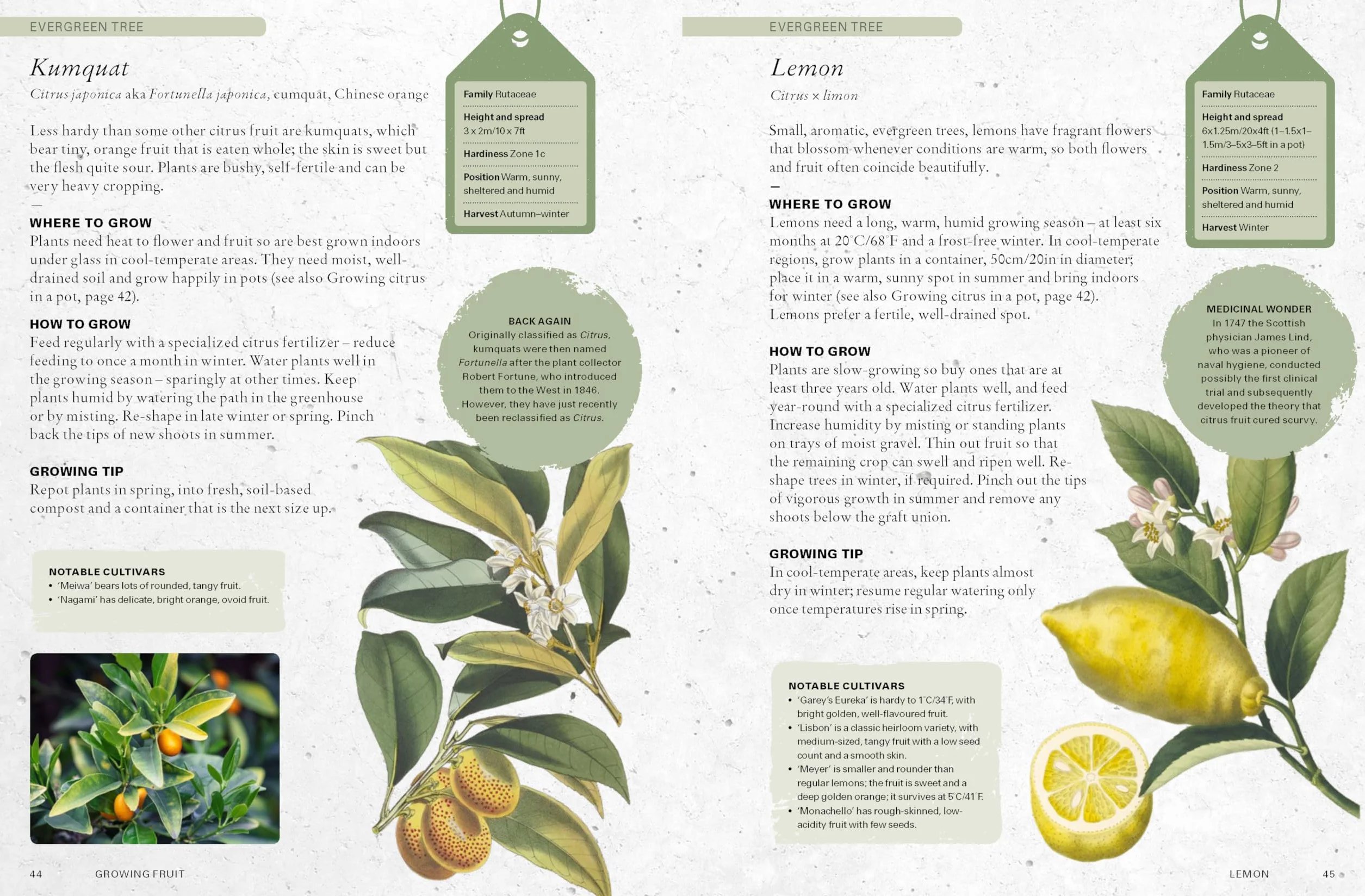 The Kew Gardener's Guide to Growing Fruit: Paperback Reissue