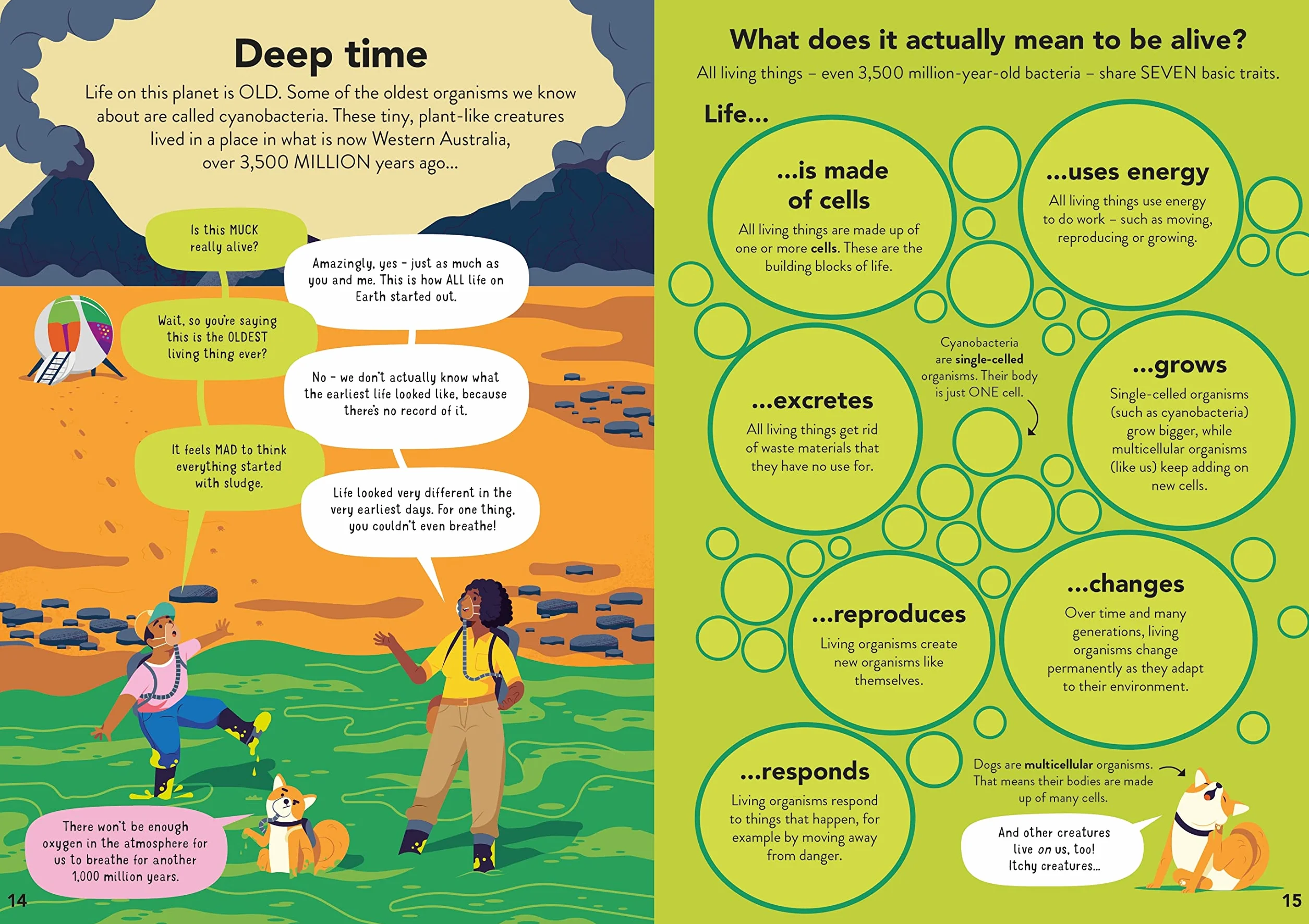 Ecology for Beginners