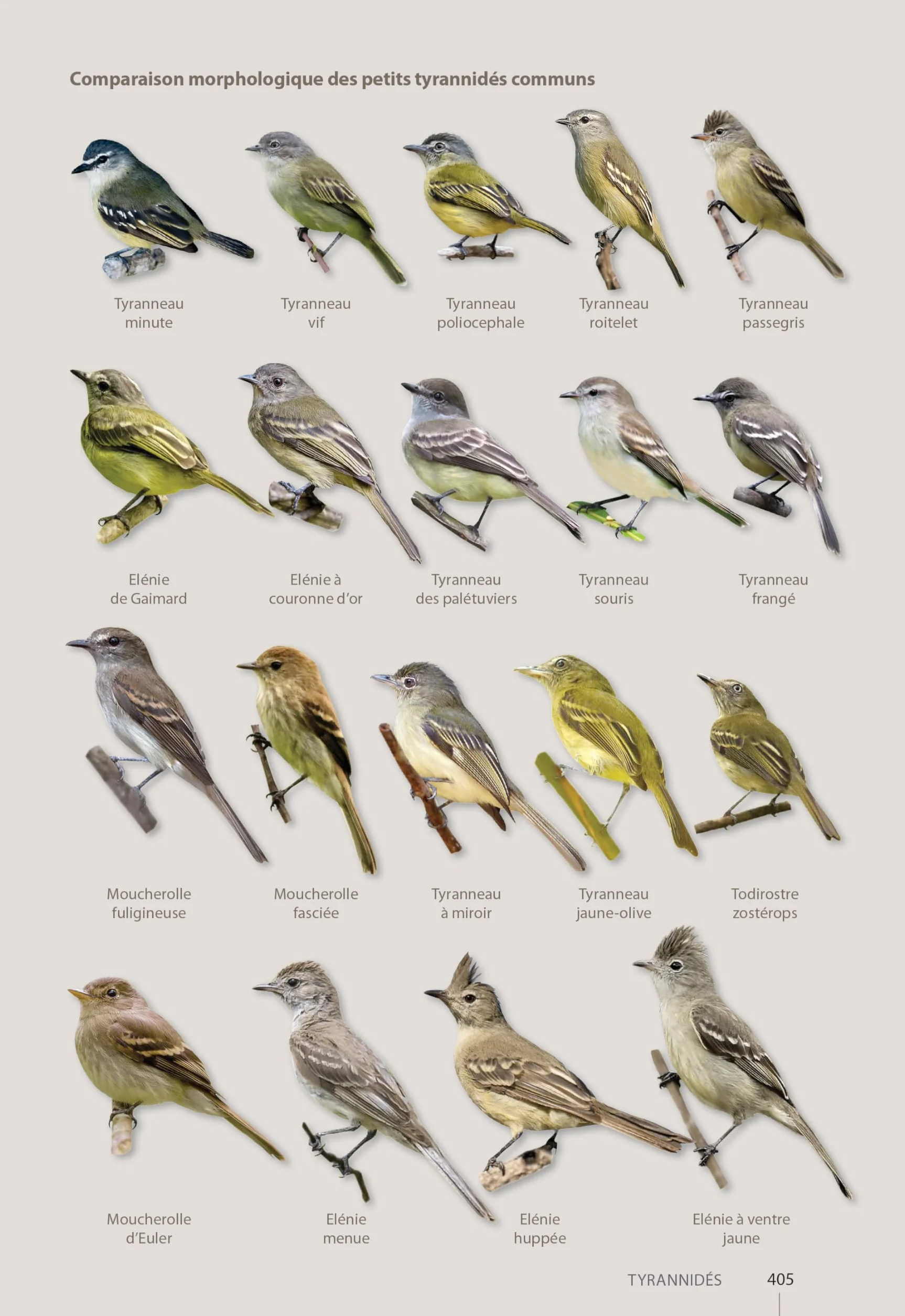 Guide expert des oiseaux de Guyane: Manuel d'identification