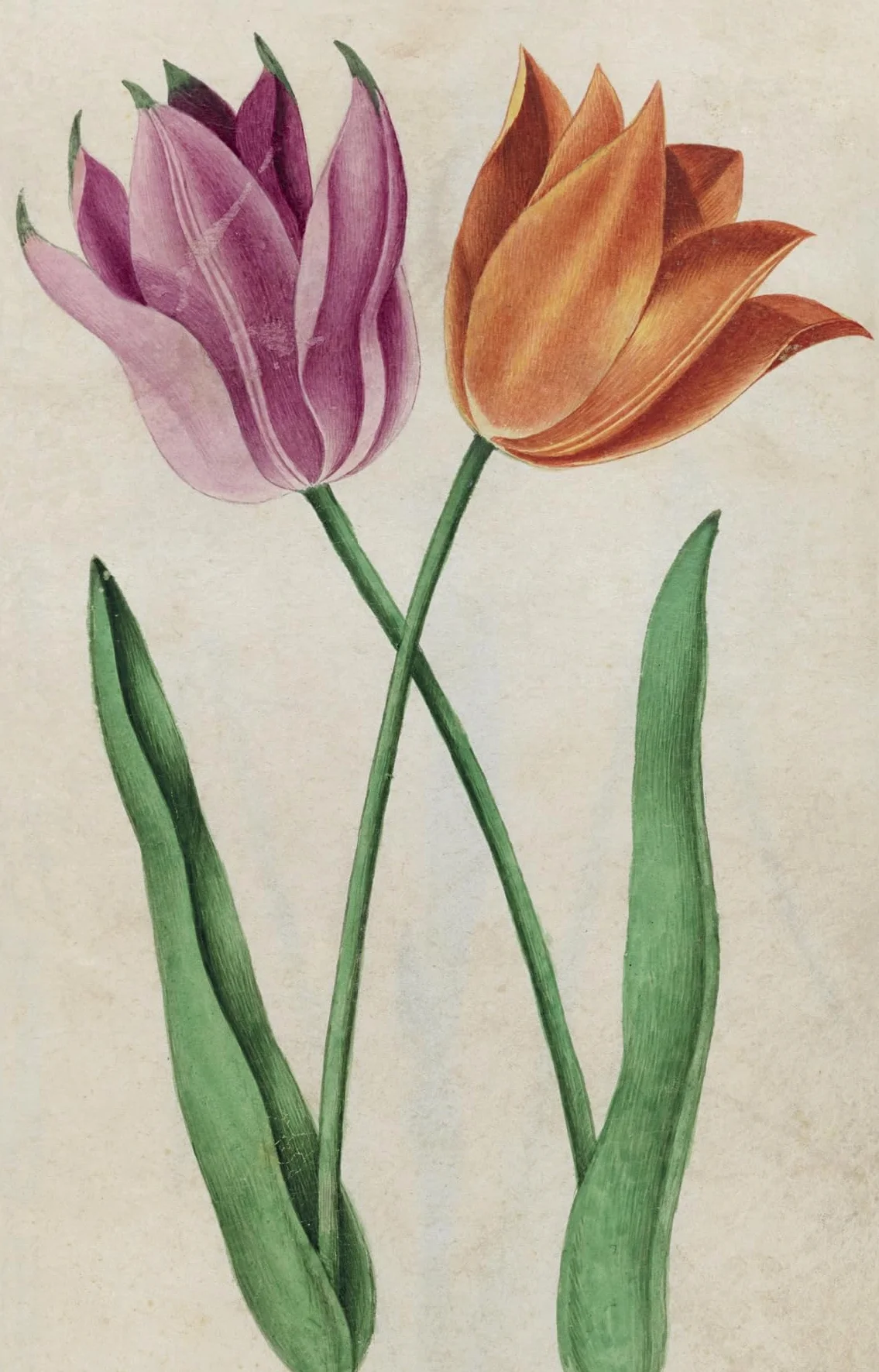 100 Flowers: One Hundred Postcards from the Royal Horticultural Society
