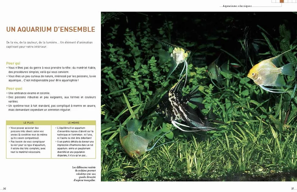 L'aquarium d'eau douce - Guide pratique du débutant