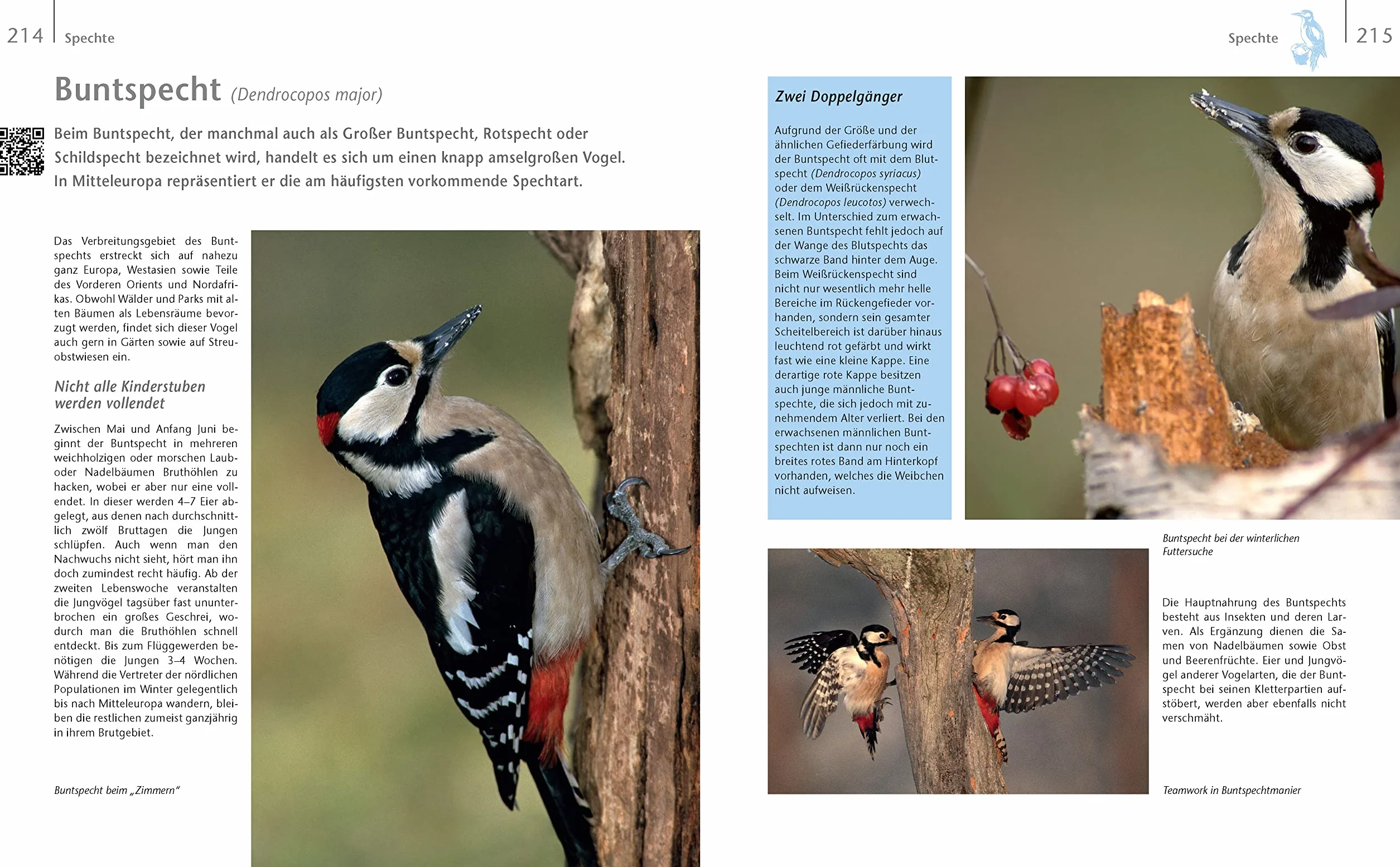 Vögel zu Gast im Garten - Heimische Vögel beobachten, bestimmen, schützen.: Vogelbuch 114 Vogelstimmen per QR-Code zum Download. Geschenk für Vogelfreunde