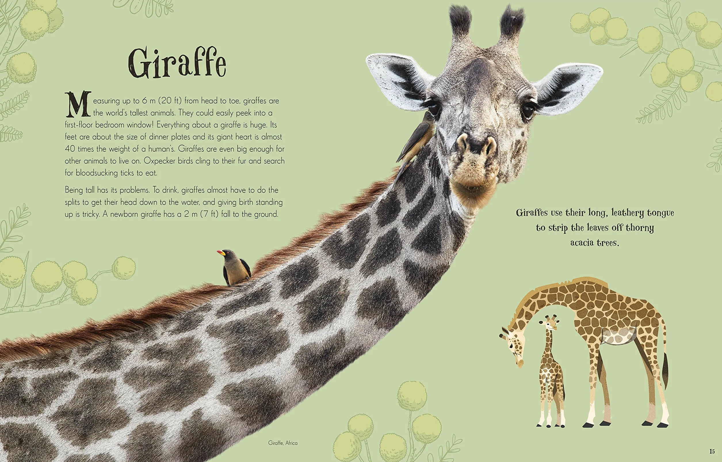 An Anthology of Intriguing Animals (DK Children's Anthologies): Discover the Fascinating Truths of the Animal Kingdom