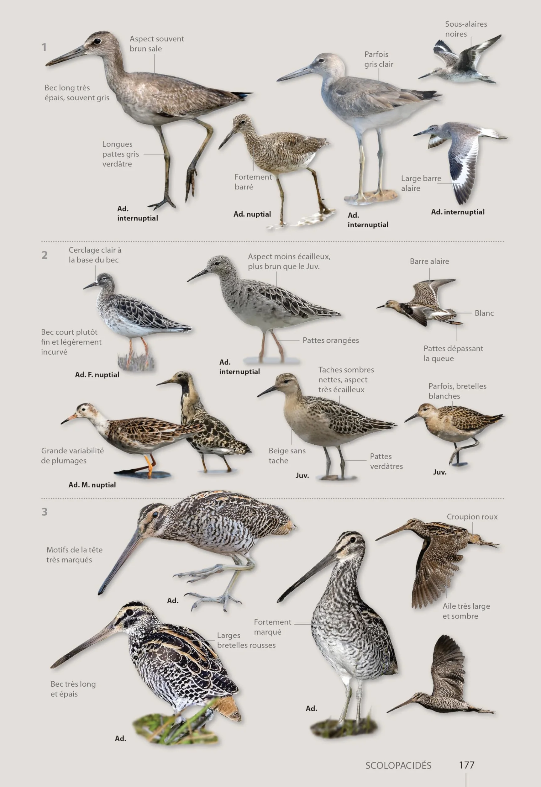 Guide expert des oiseaux de Guyane: Manuel d'identification