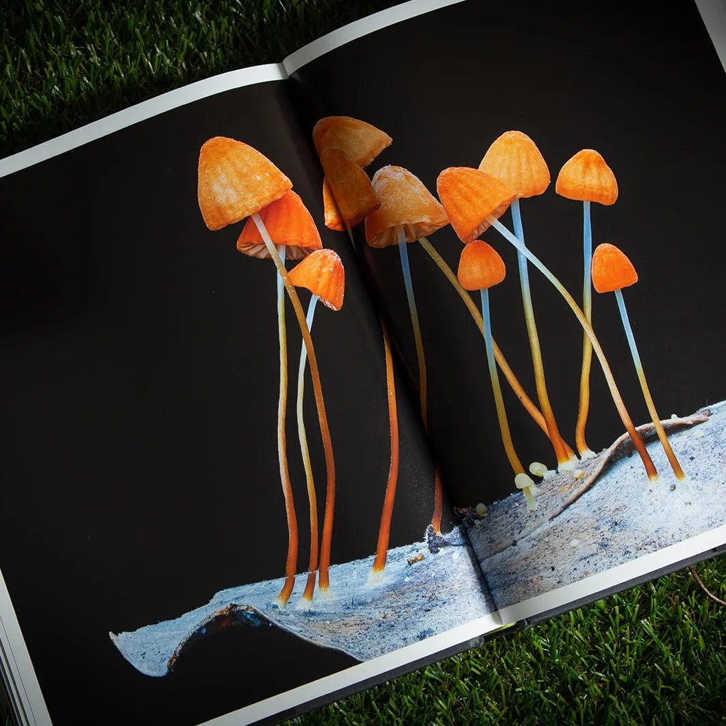 Entangled Life: A beautiful new edition of the Sunday Times bestseller featuring 100 illustrations