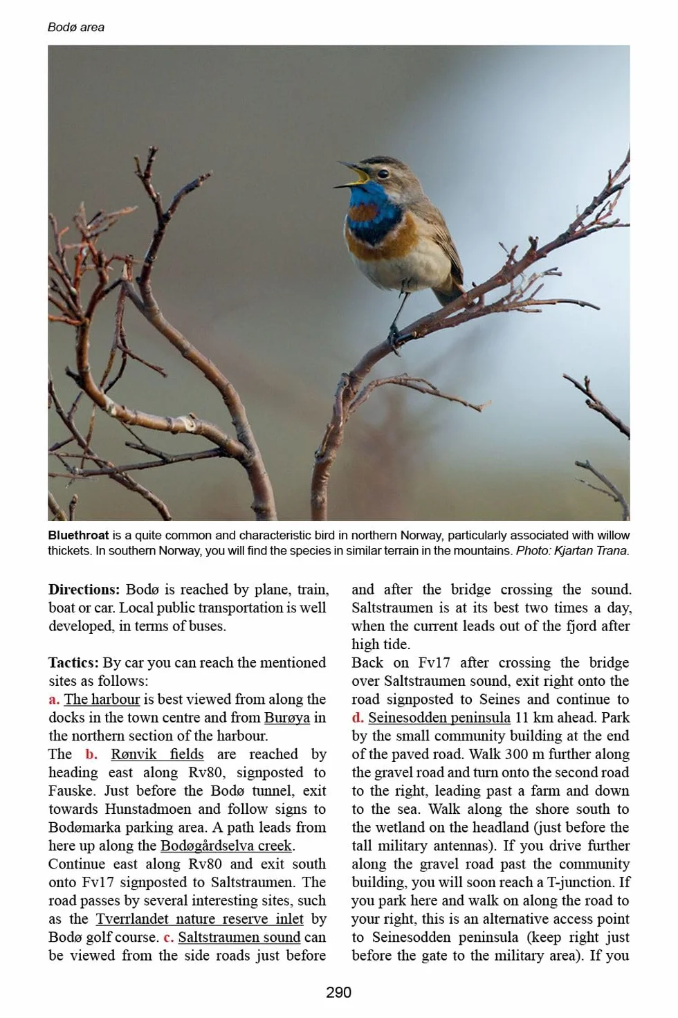 A Birdwatcher's Guide to Norway: Where, When and How to Find Scandinavia's Most Sought-After Birds