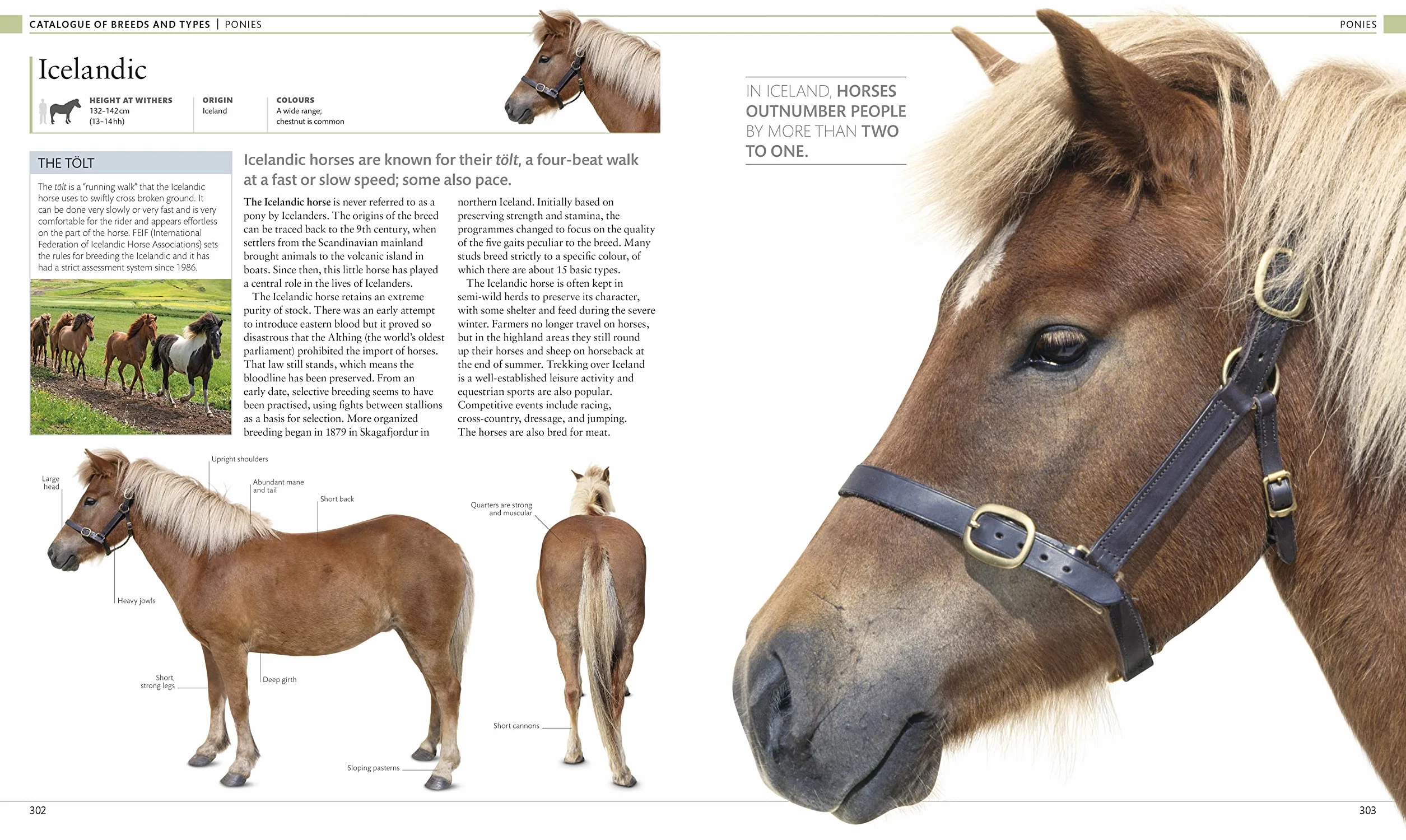 The Horse Encyclopedia: The Definitive Visual Guide to Breeds, History & Horse Care