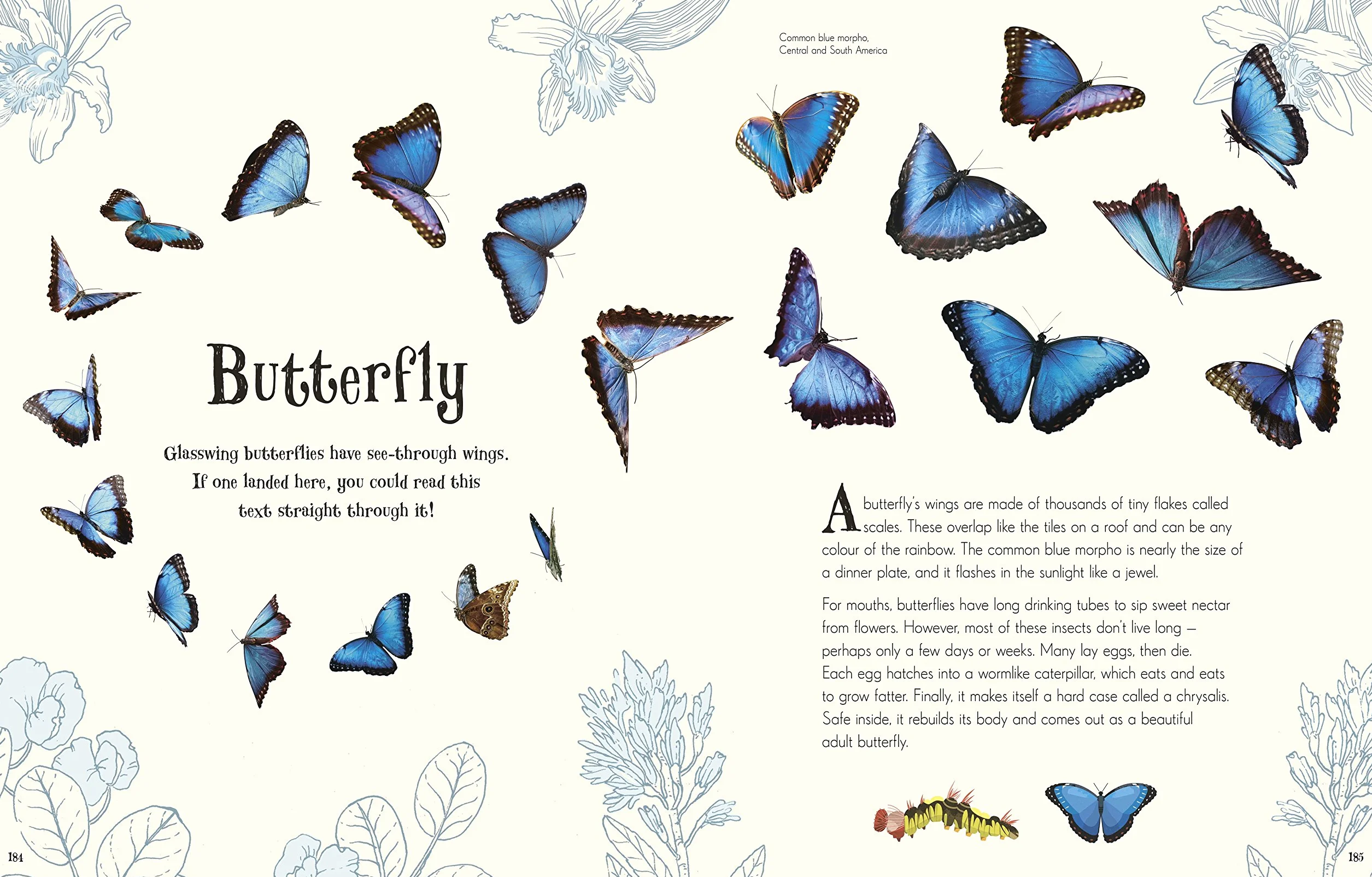 An Anthology of Intriguing Animals (DK Children's Anthologies): Discover the Fascinating Truths of the Animal Kingdom