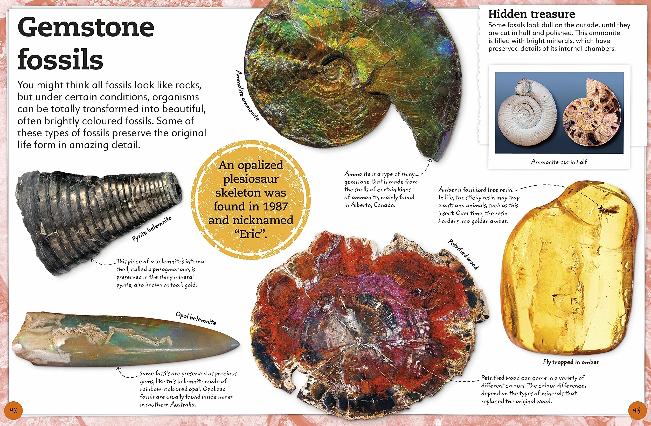 My Book of Fossils: A fact-filled guide to prehistoric life