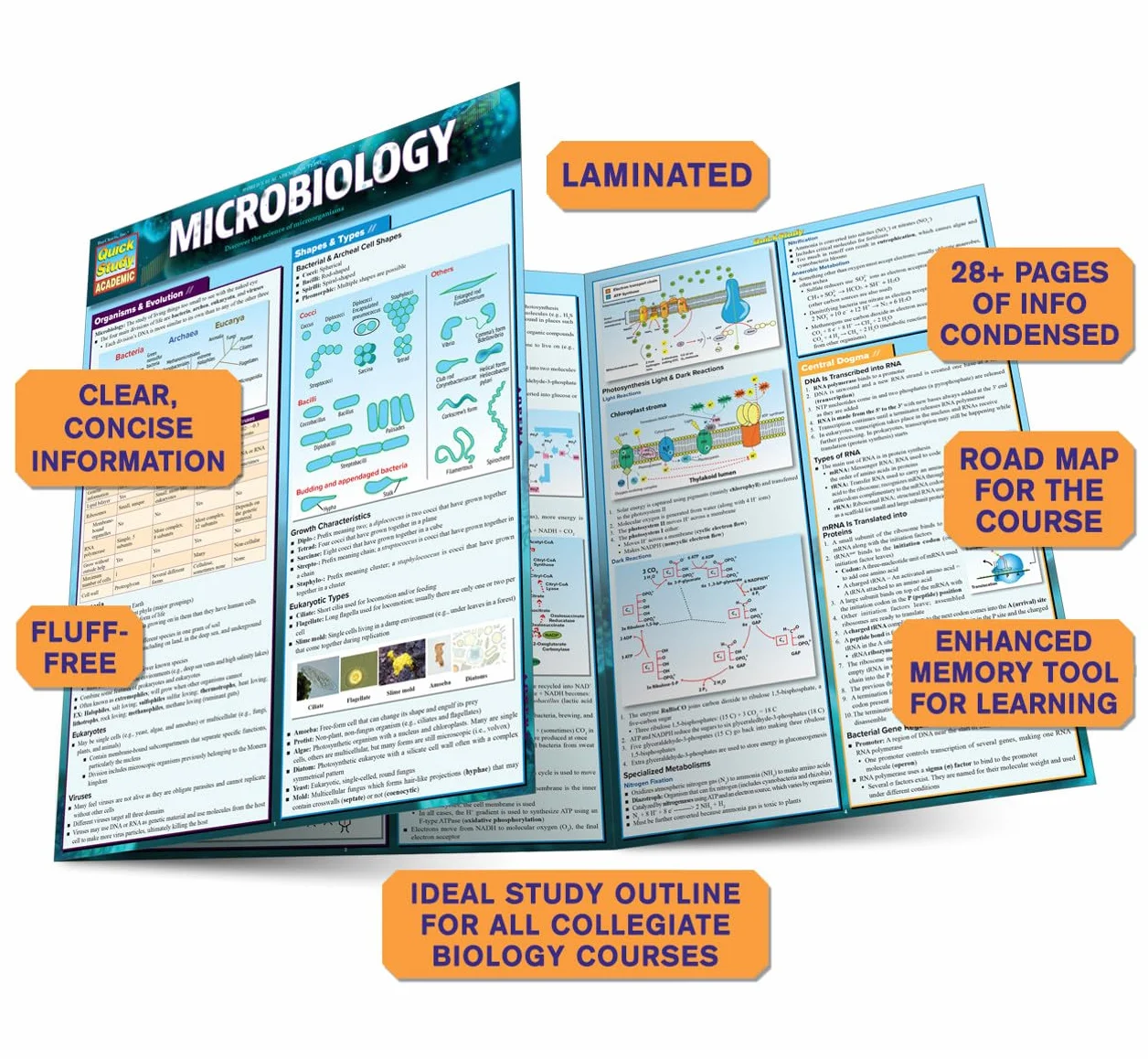 Microbiology