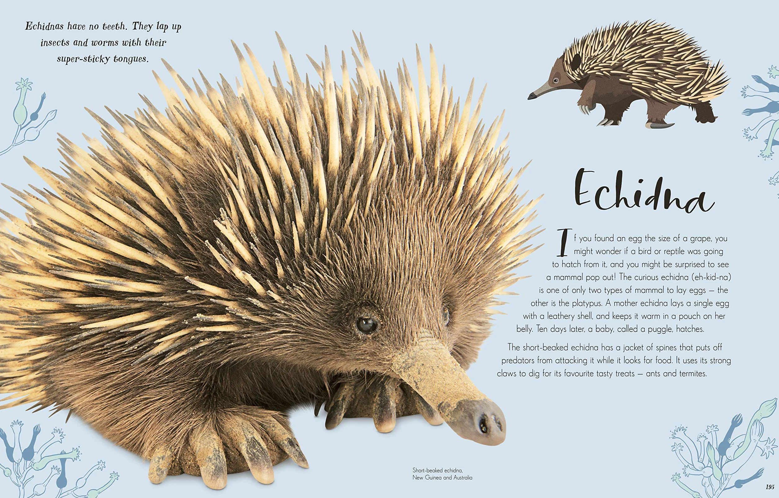 The Wonders of Nature (DK Children's Anthologies): Discover the Incredible Stories of the Natural World