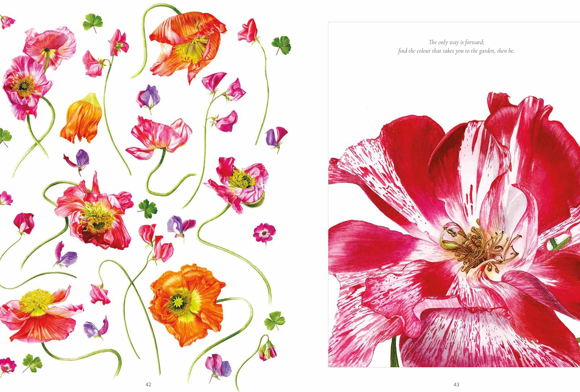 The Botanical Shoes: A Collection of Botanical Shoe Paintings in Watercolour and Words