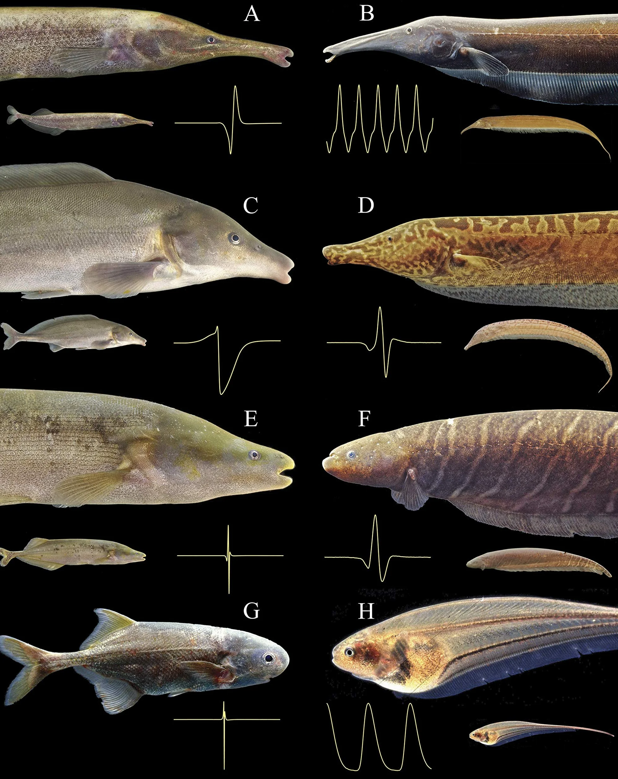 The Zoologists Guide to the Galaxy: What Animals on Earth Reveal About Alens - and Ourselves