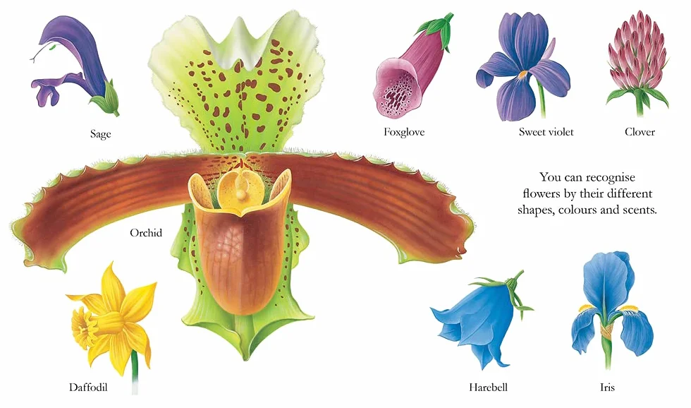 Flowers: 4