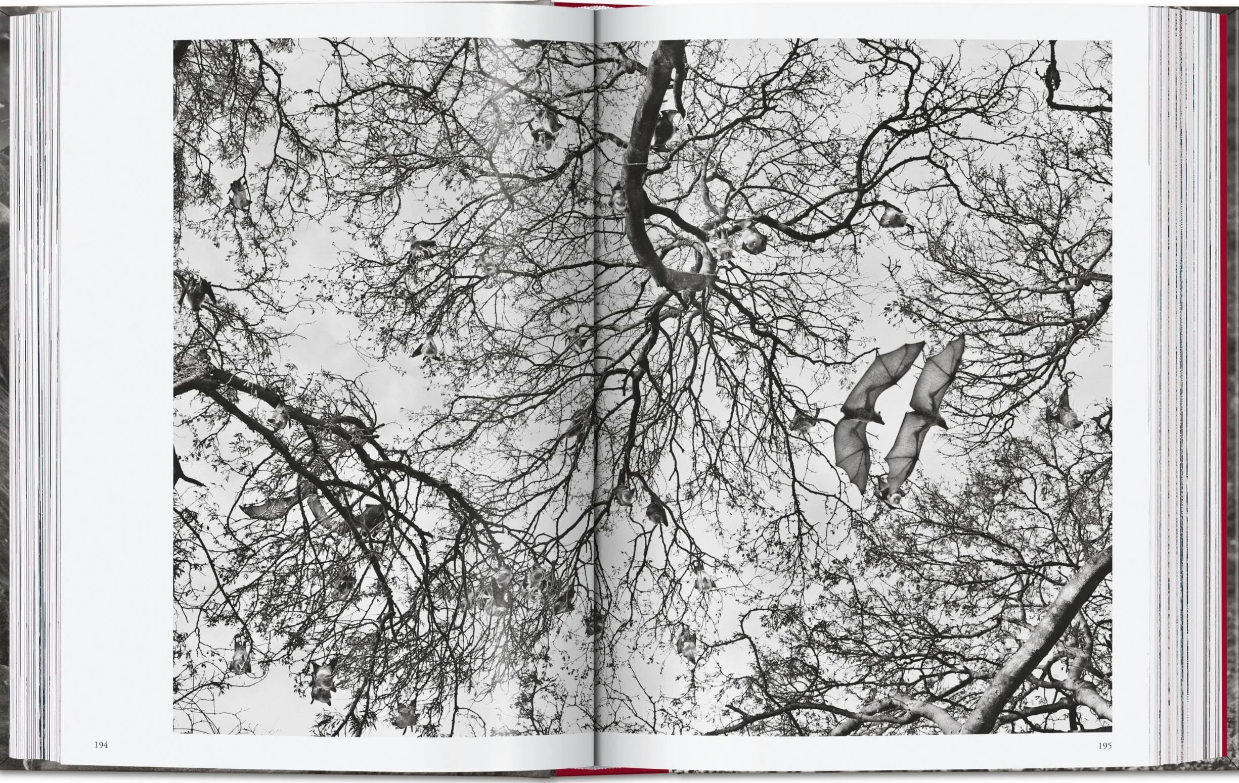 Sebastião Salgado. Genesis. 45th Ed.