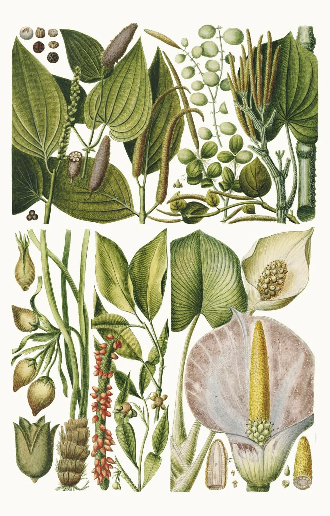 100 Flowers: One Hundred Postcards from the Royal Horticultural Society