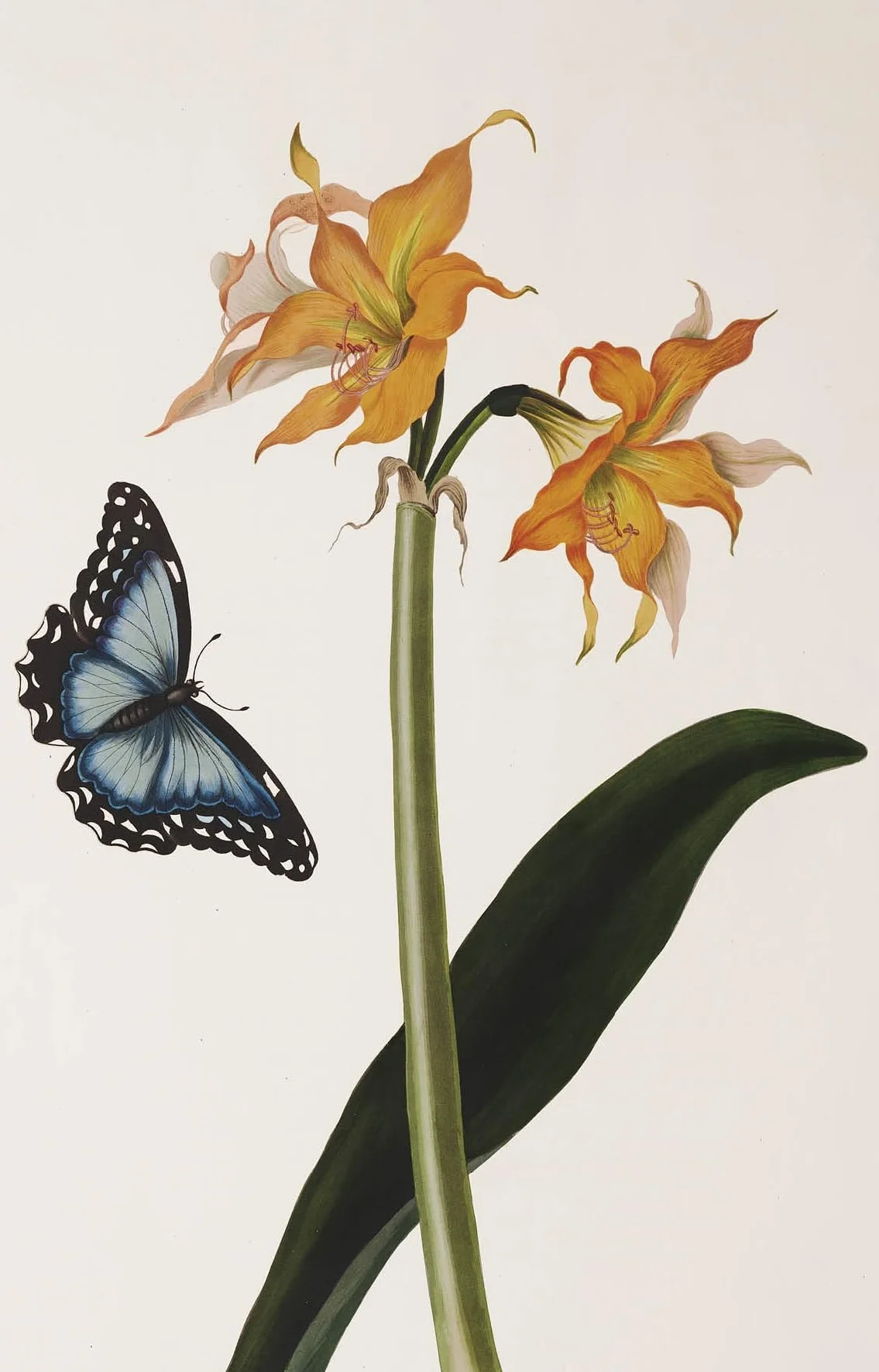 100 Flowers: One Hundred Postcards from the Royal Horticultural Society