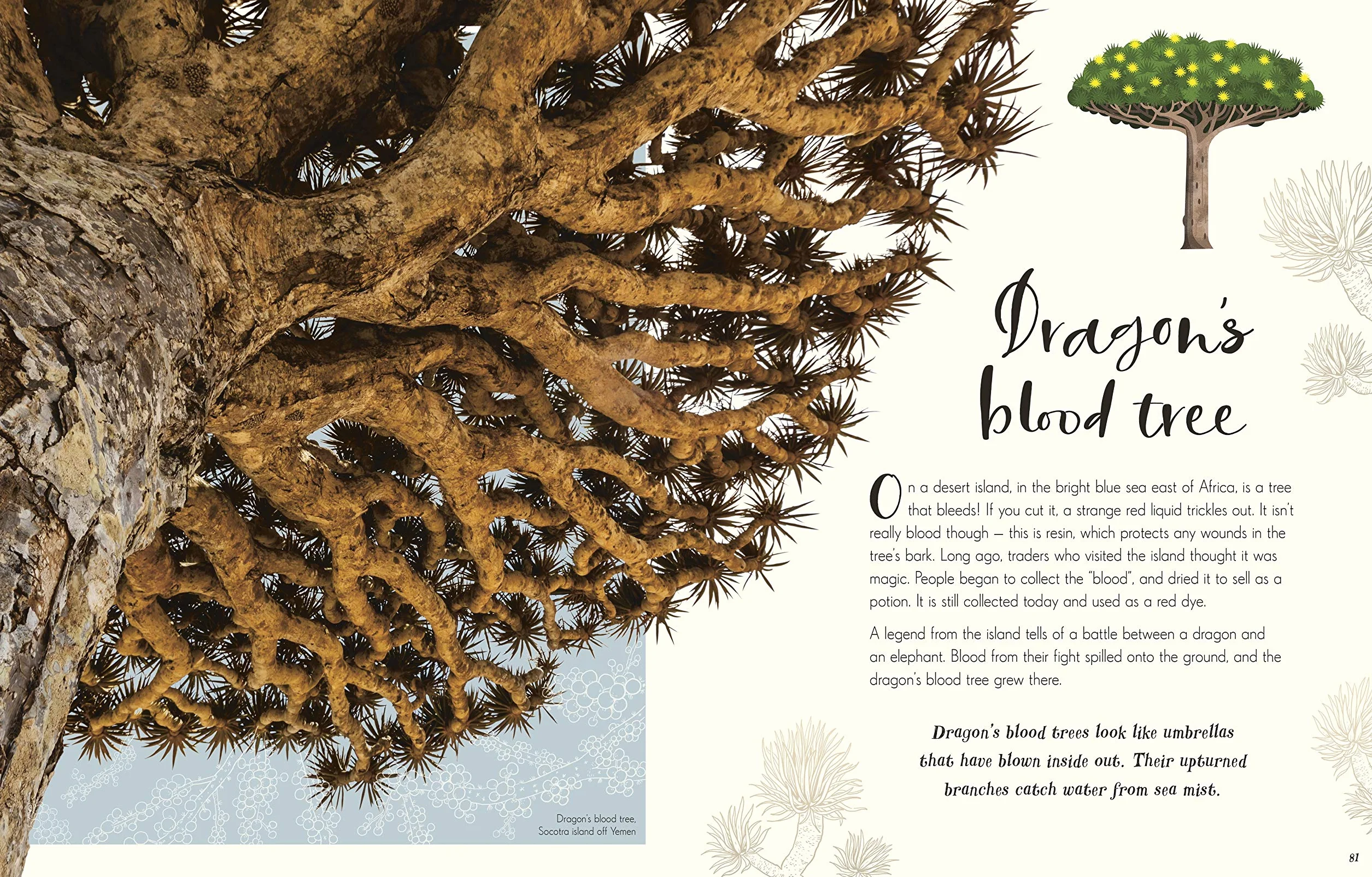 The Wonders of Nature (DK Children's Anthologies): Discover the Incredible Stories of the Natural World