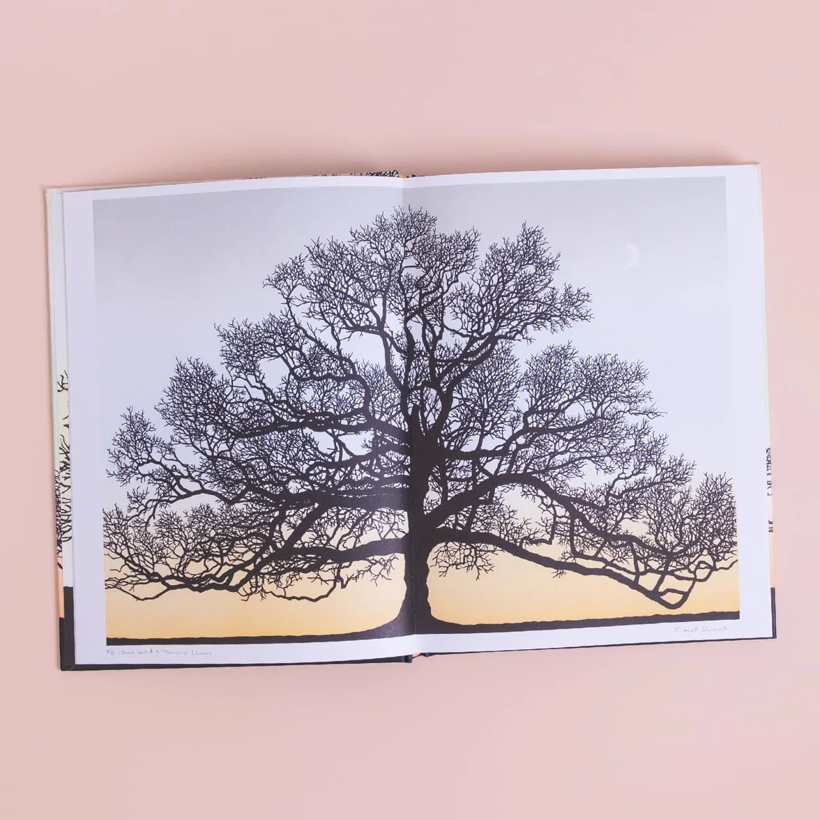 Trees in Winter: A Beautiful Book for Anyone Who Loves Printmaking and Nature