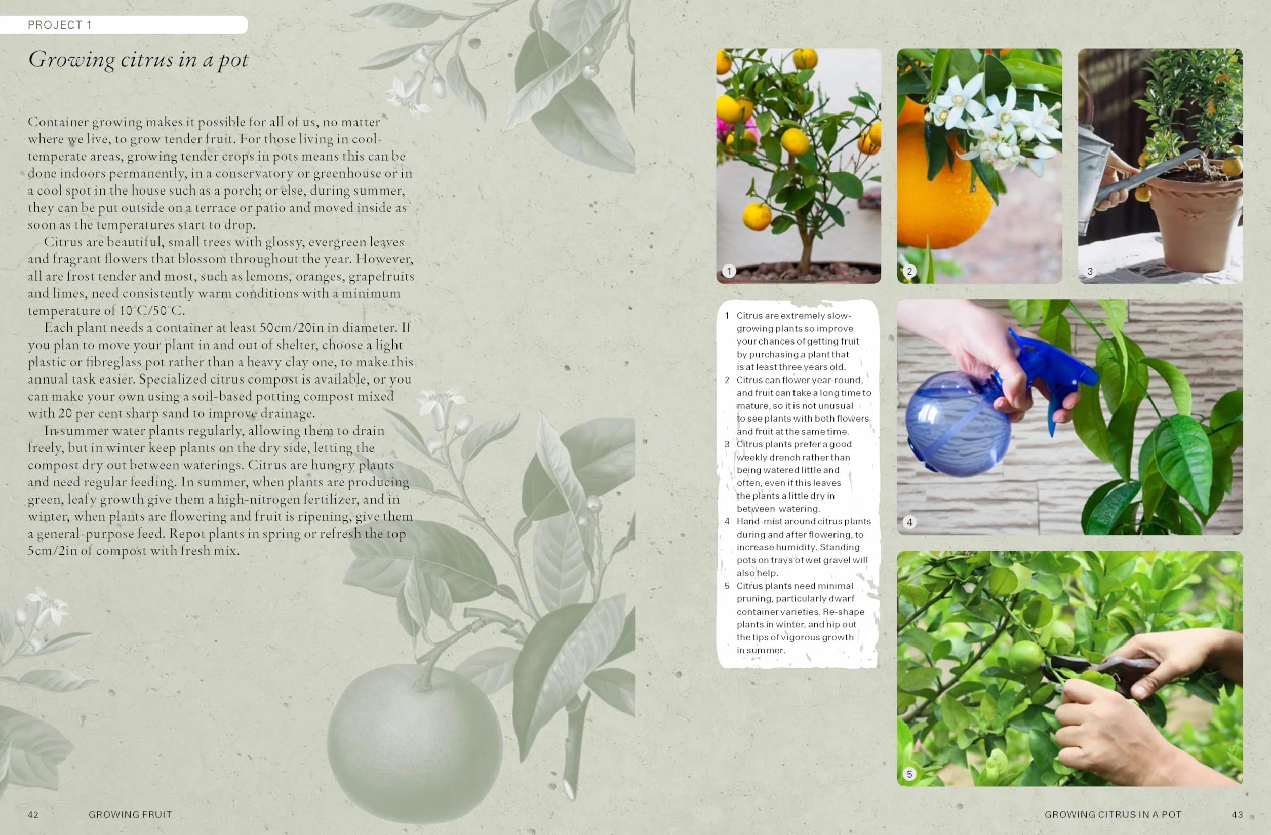 The Kew Gardener's Guide to Growing Fruit: Paperback Reissue