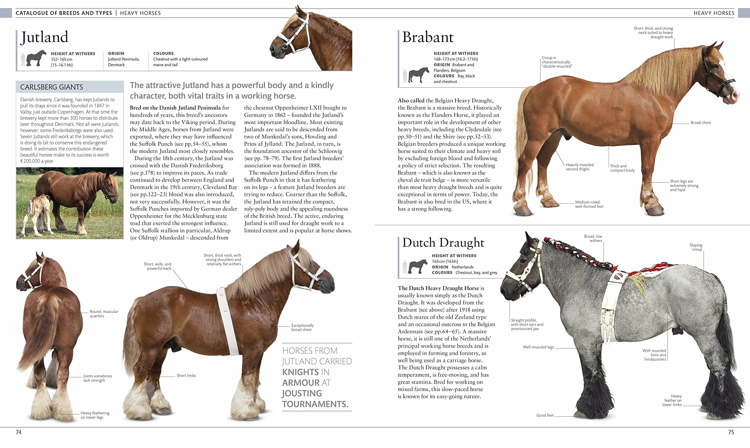 The Horse Encyclopedia: The Definitive Visual Guide to Breeds, History & Horse Care