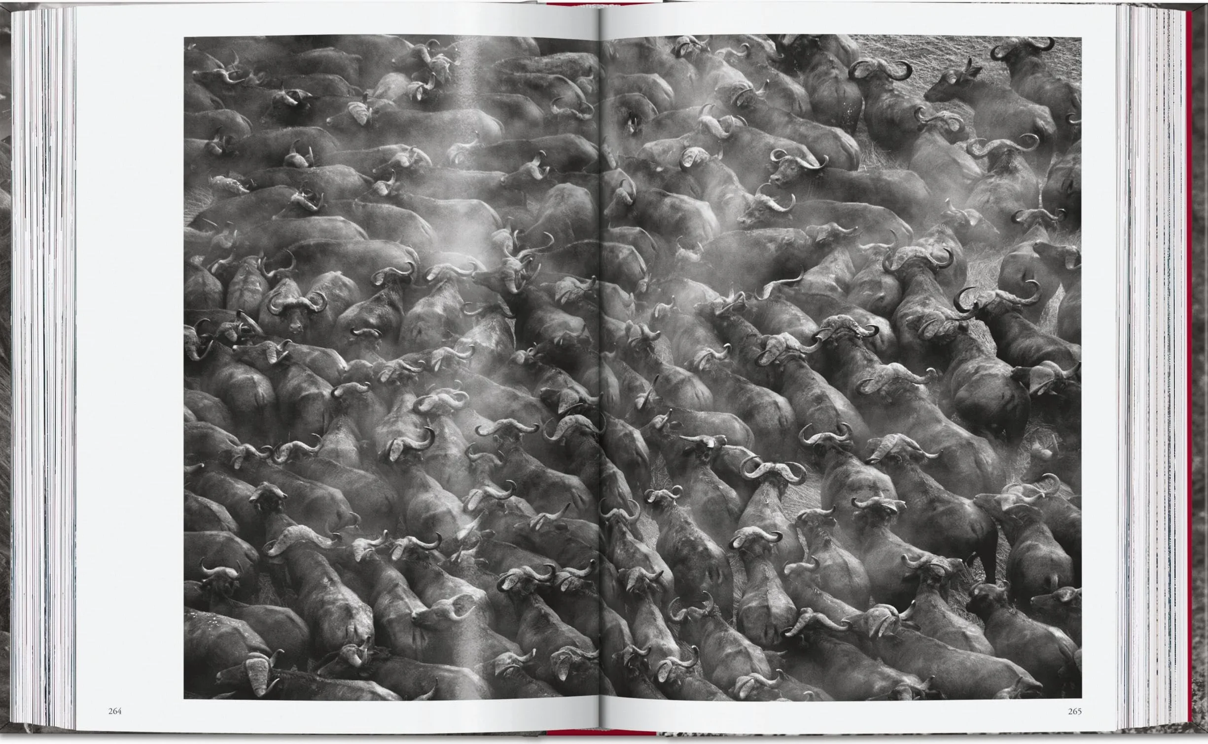 Sebastião Salgado. Genesis. 45th Ed.