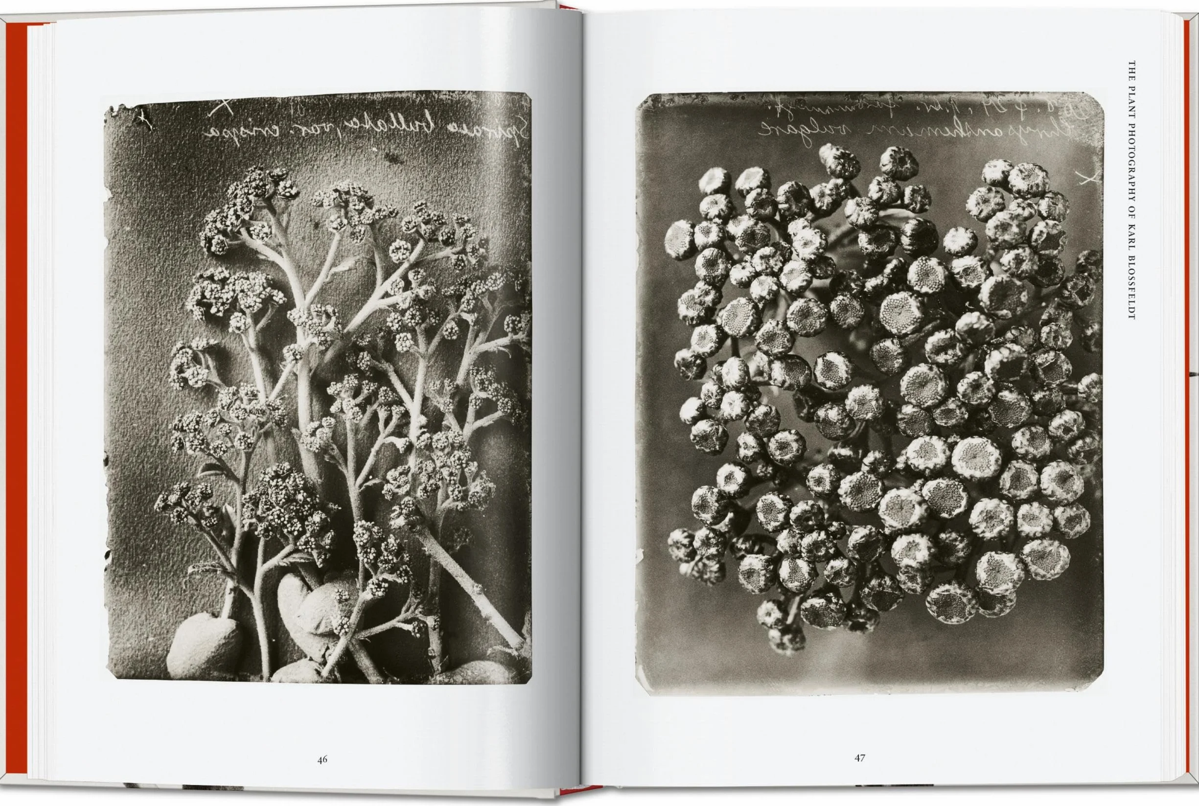 Karl Blossfeldt: The Complete Published Work: The Complete Published Work. 45th Ed.