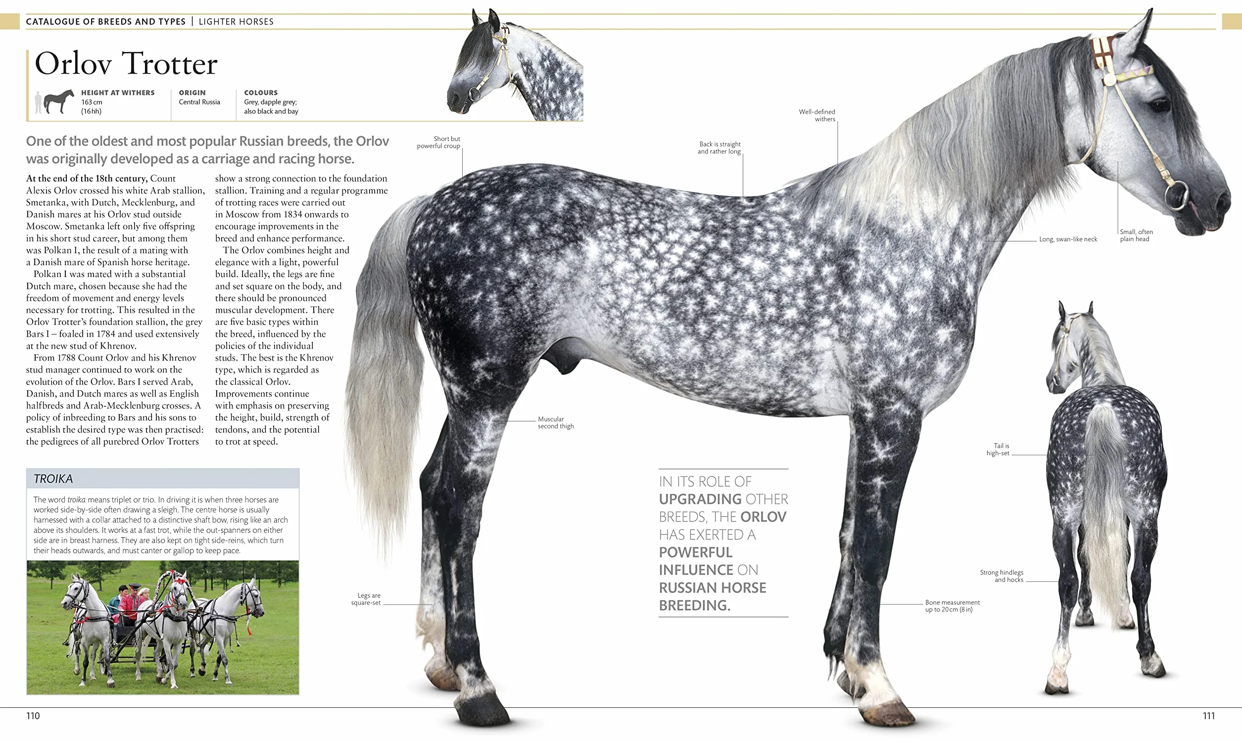 The Horse Encyclopedia: The Definitive Visual Guide to Breeds, History & Horse Care