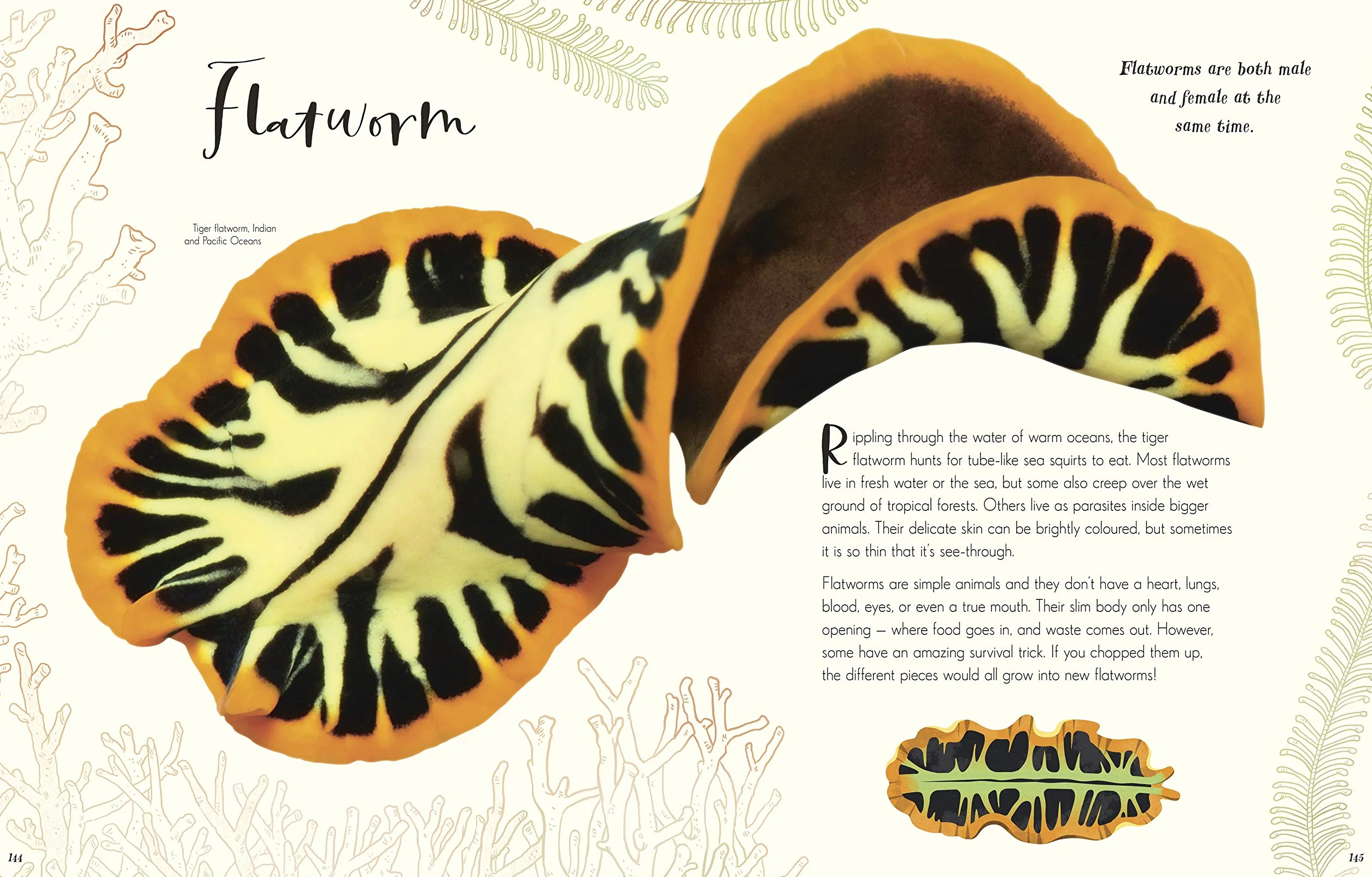 The Wonders of Nature (DK Children's Anthologies): Discover the Incredible Stories of the Natural World