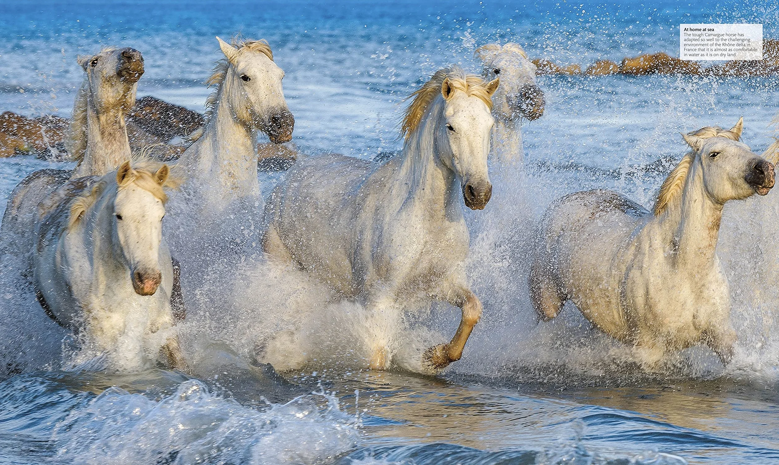 The Horse Encyclopedia: The Definitive Visual Guide to Breeds, History & Horse Care