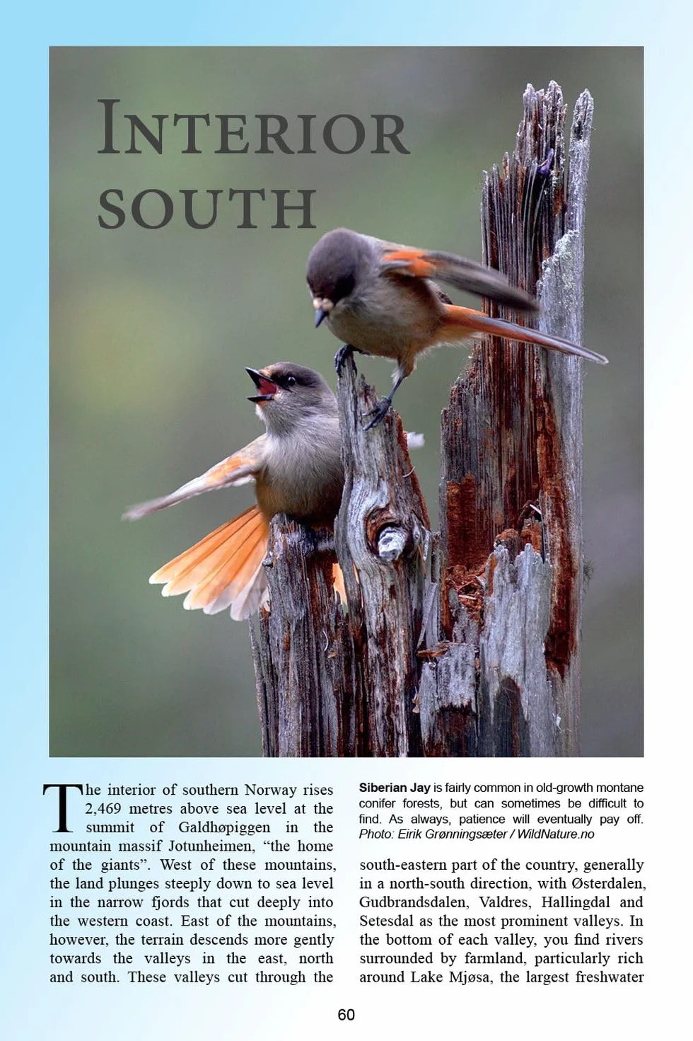 A Birdwatcher's Guide to Norway: Where, When and How to Find Scandinavia's Most Sought-After Birds