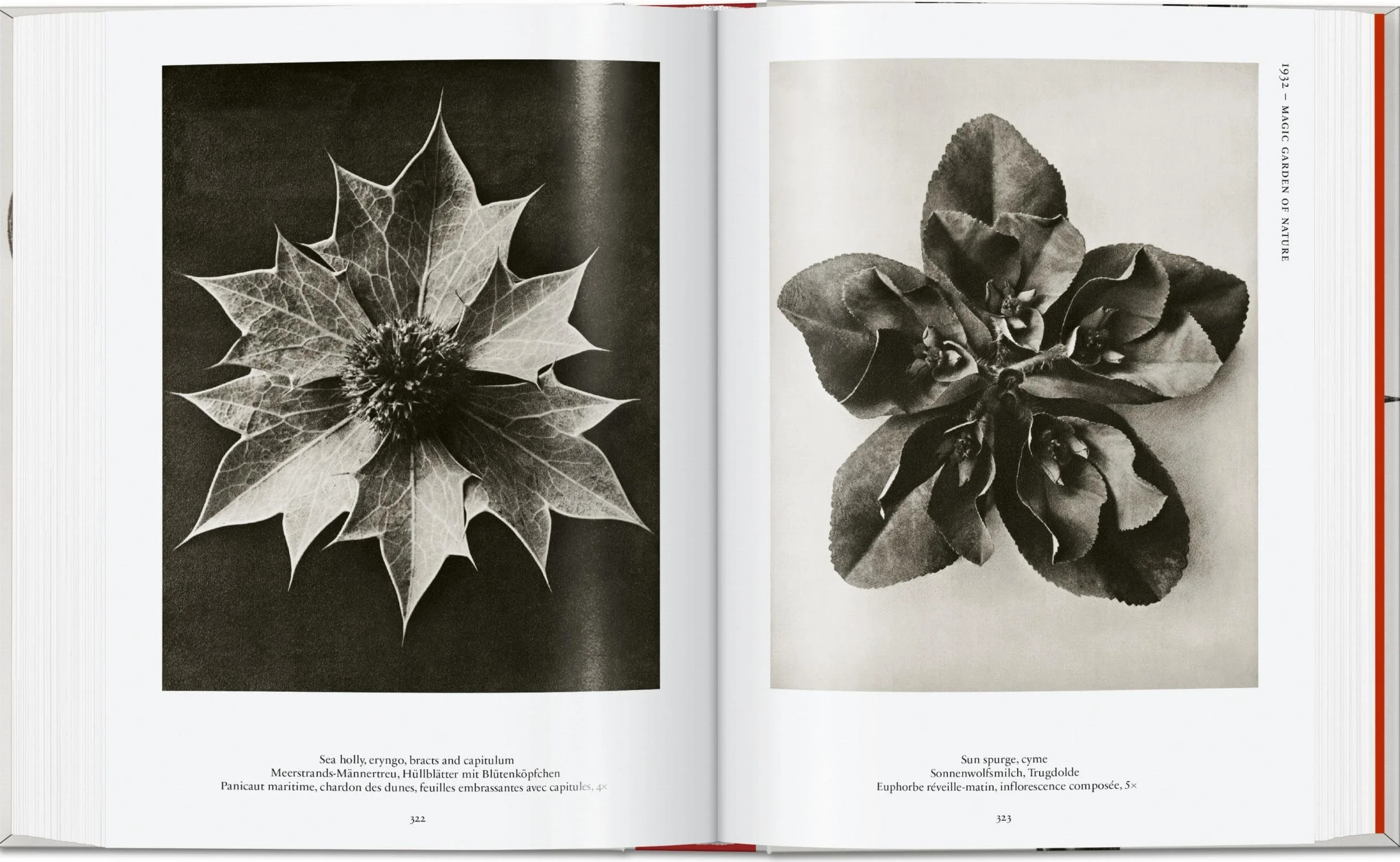 Karl Blossfeldt: The Complete Published Work: The Complete Published Work. 45th Ed.