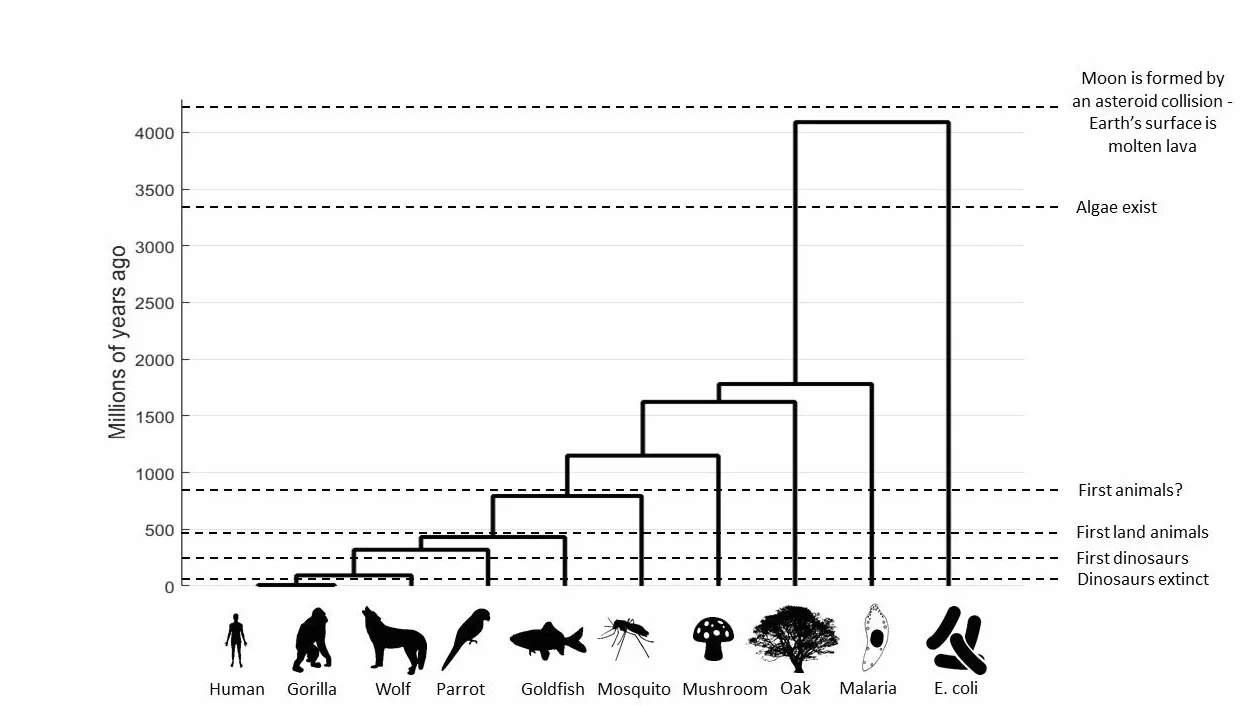 The Zoologists Guide to the Galaxy: What Animals on Earth Reveal About Alens - and Ourselves