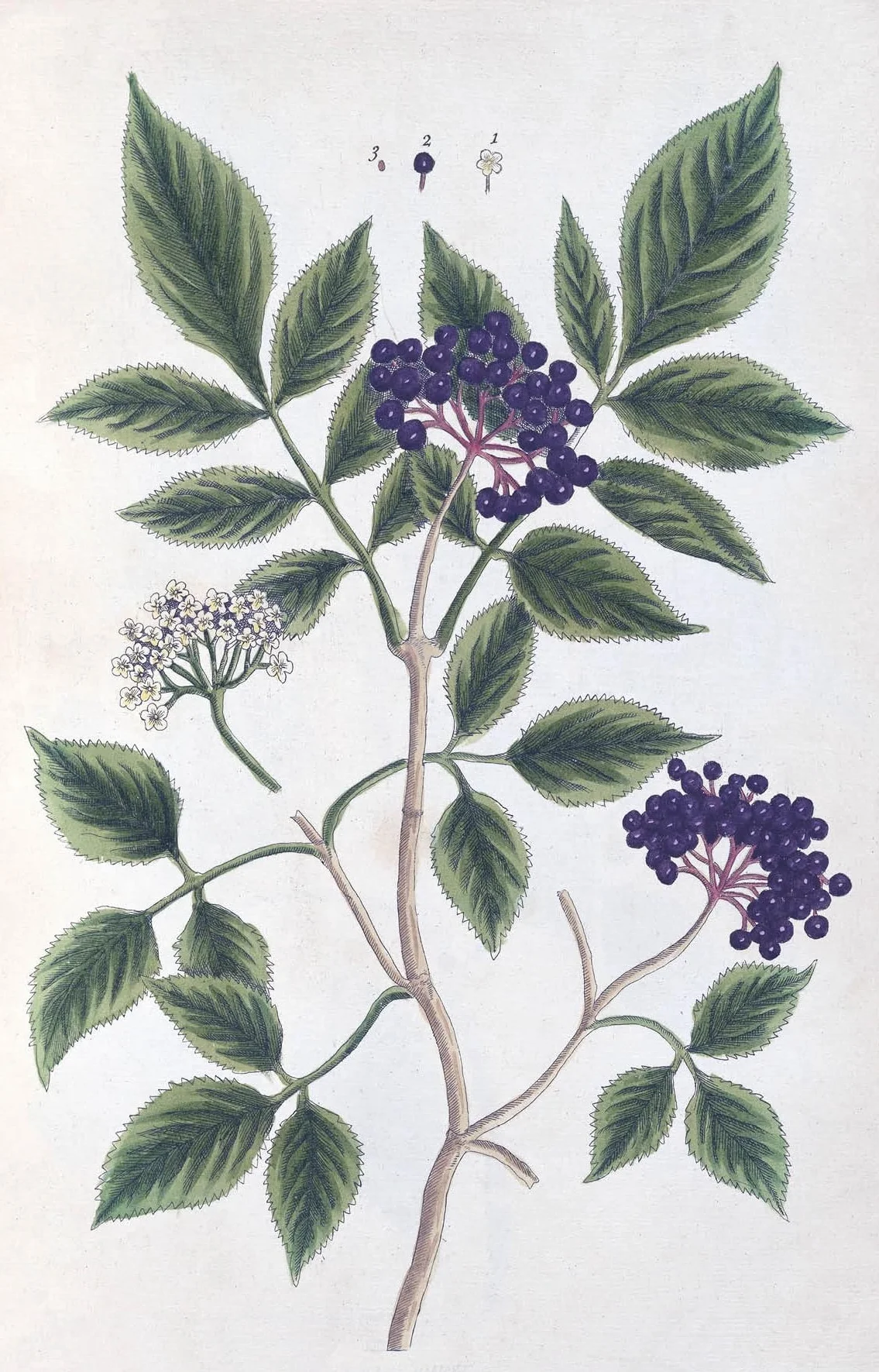 100 Flowers: One Hundred Postcards from the Royal Horticultural Society