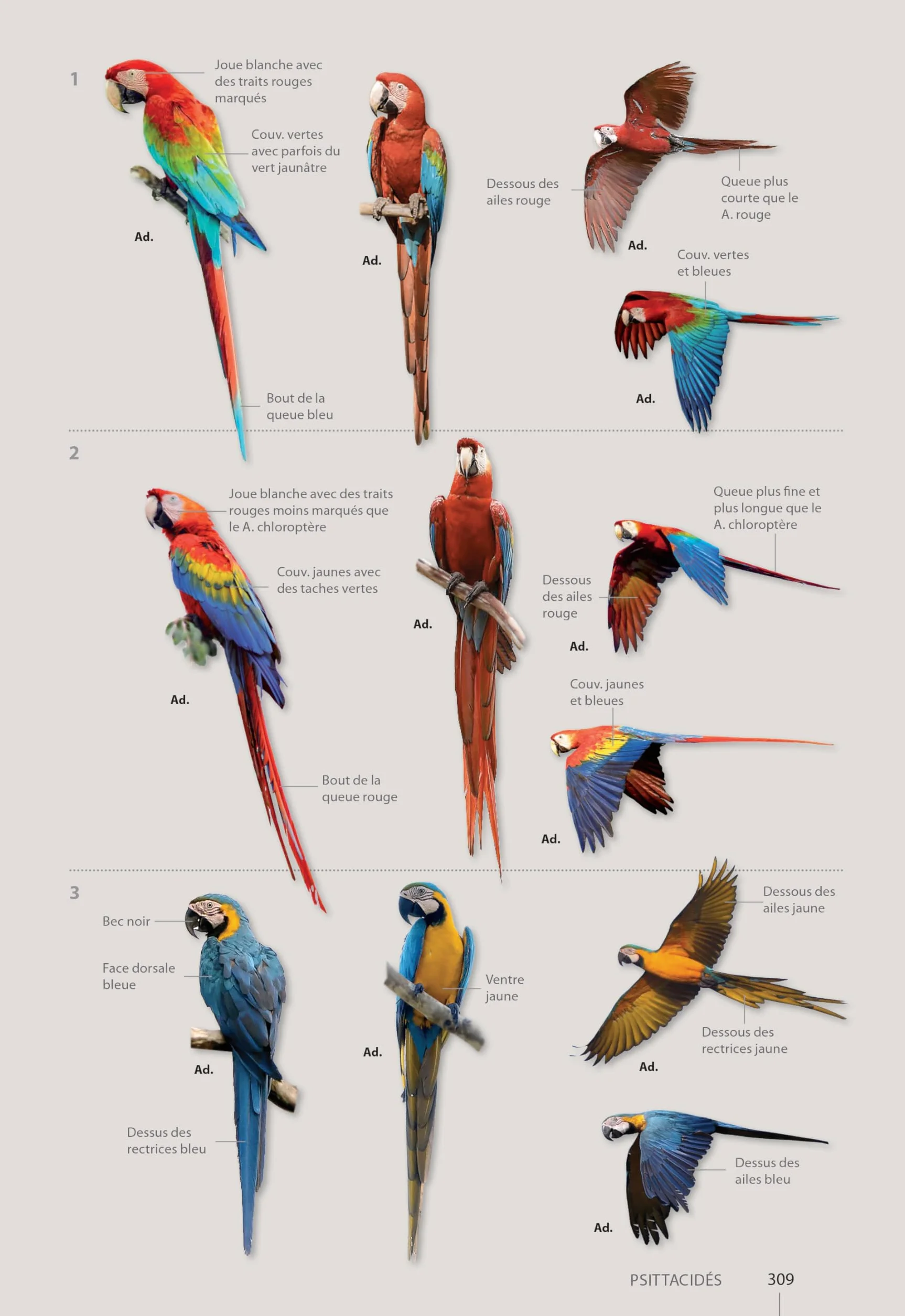 Guide expert des oiseaux de Guyane: Manuel d'identification