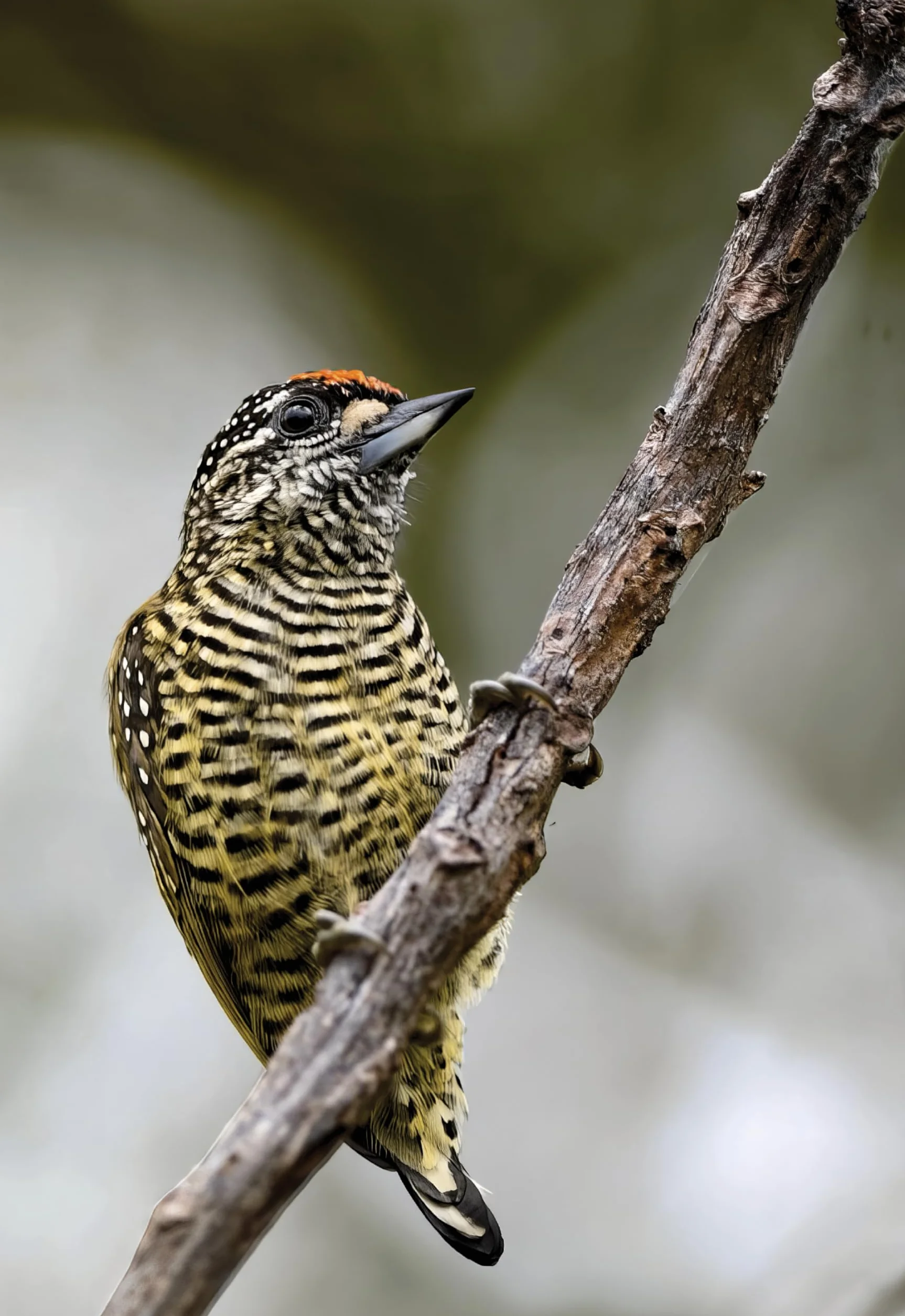 Guide expert des oiseaux de Guyane: Manuel d'identification