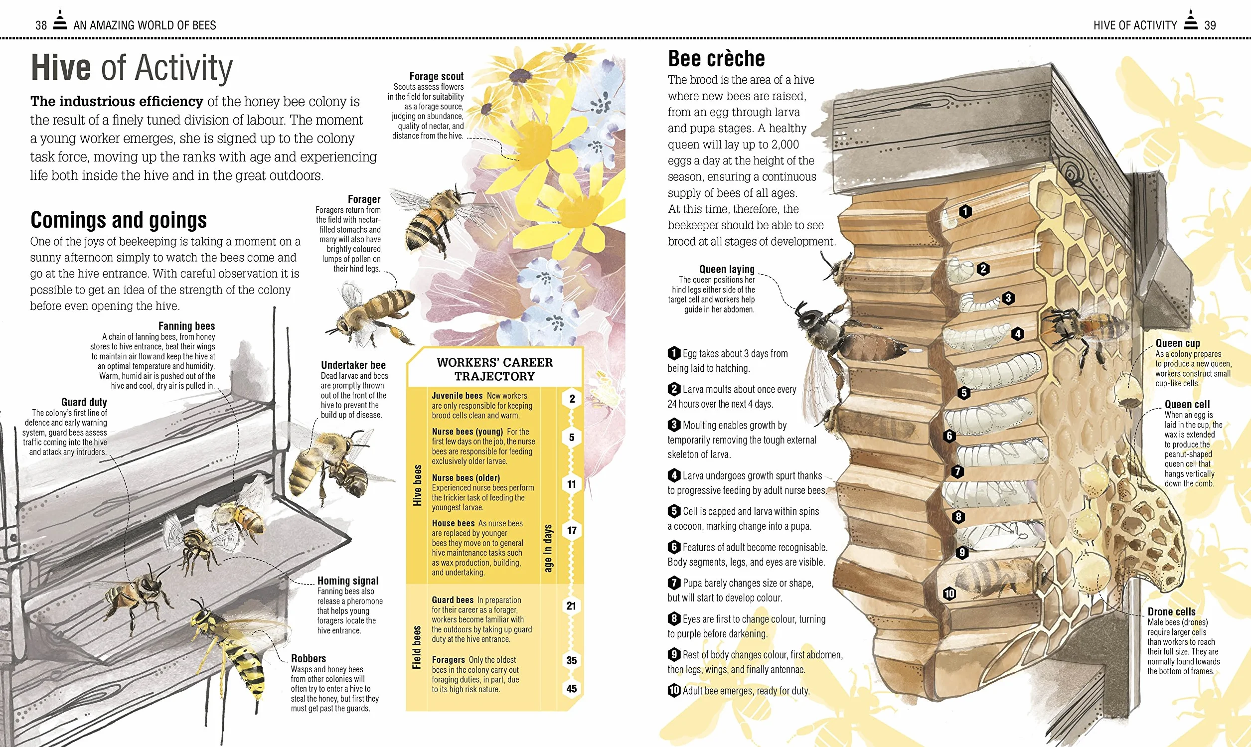 The Bee Book: The Wonder of Bees – How to Protect them – Beekeeping Know-how
