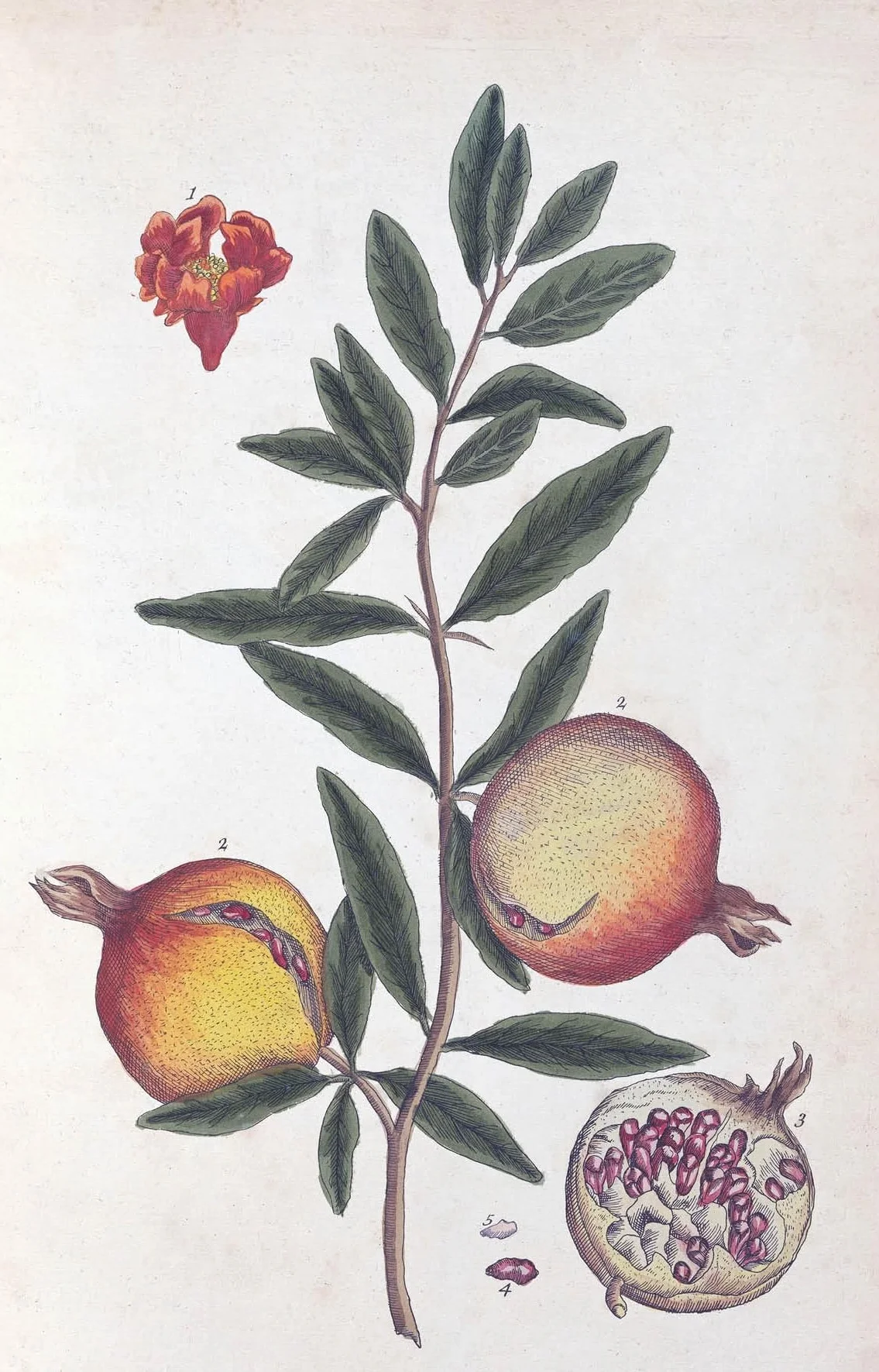 100 Flowers: One Hundred Postcards from the Royal Horticultural Society