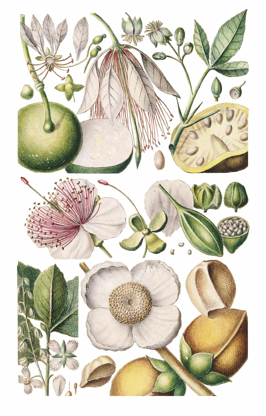 100 Flowers: One Hundred Postcards from the Royal Horticultural Society