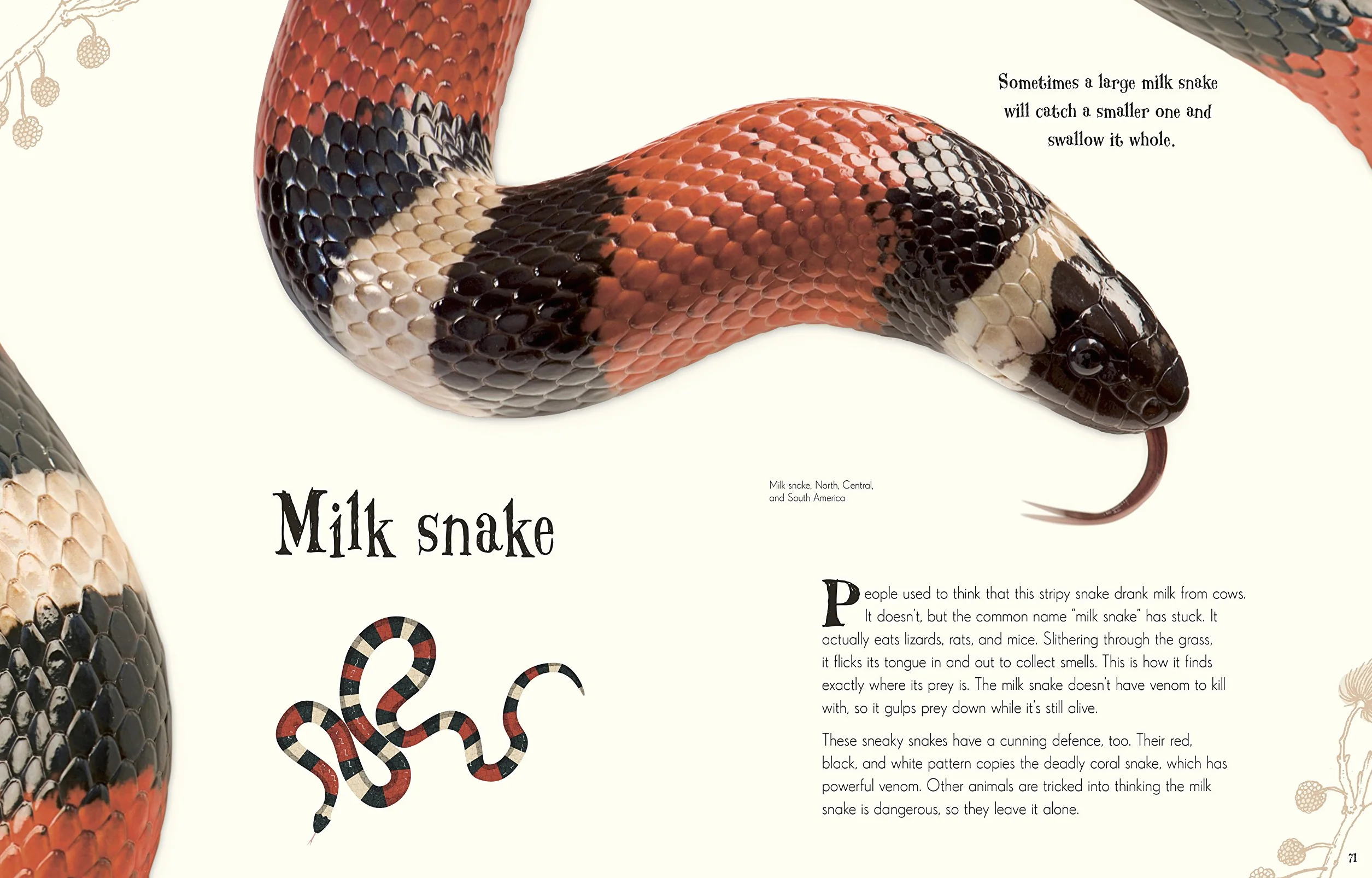 An Anthology of Intriguing Animals (DK Children's Anthologies): Discover the Fascinating Truths of the Animal Kingdom