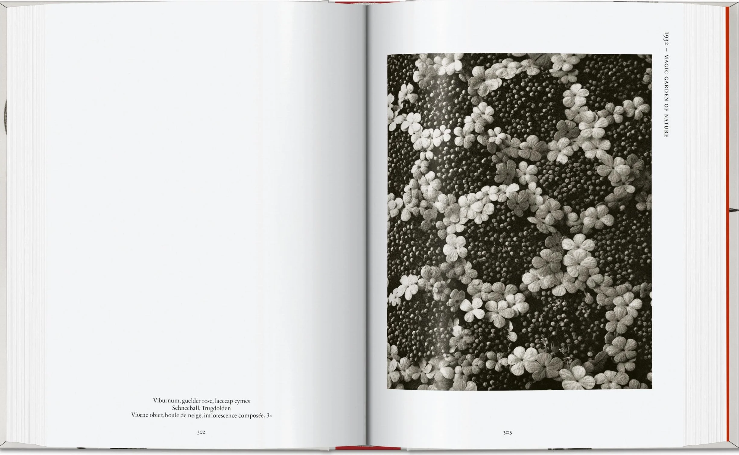 Karl Blossfeldt: The Complete Published Work: The Complete Published Work. 45th Ed.