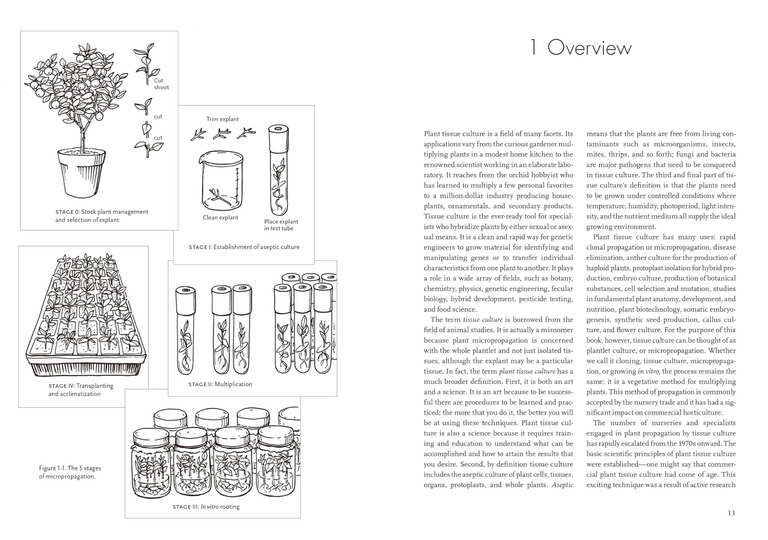 Plants from Test Tubes: An Introduction to Micropropogation