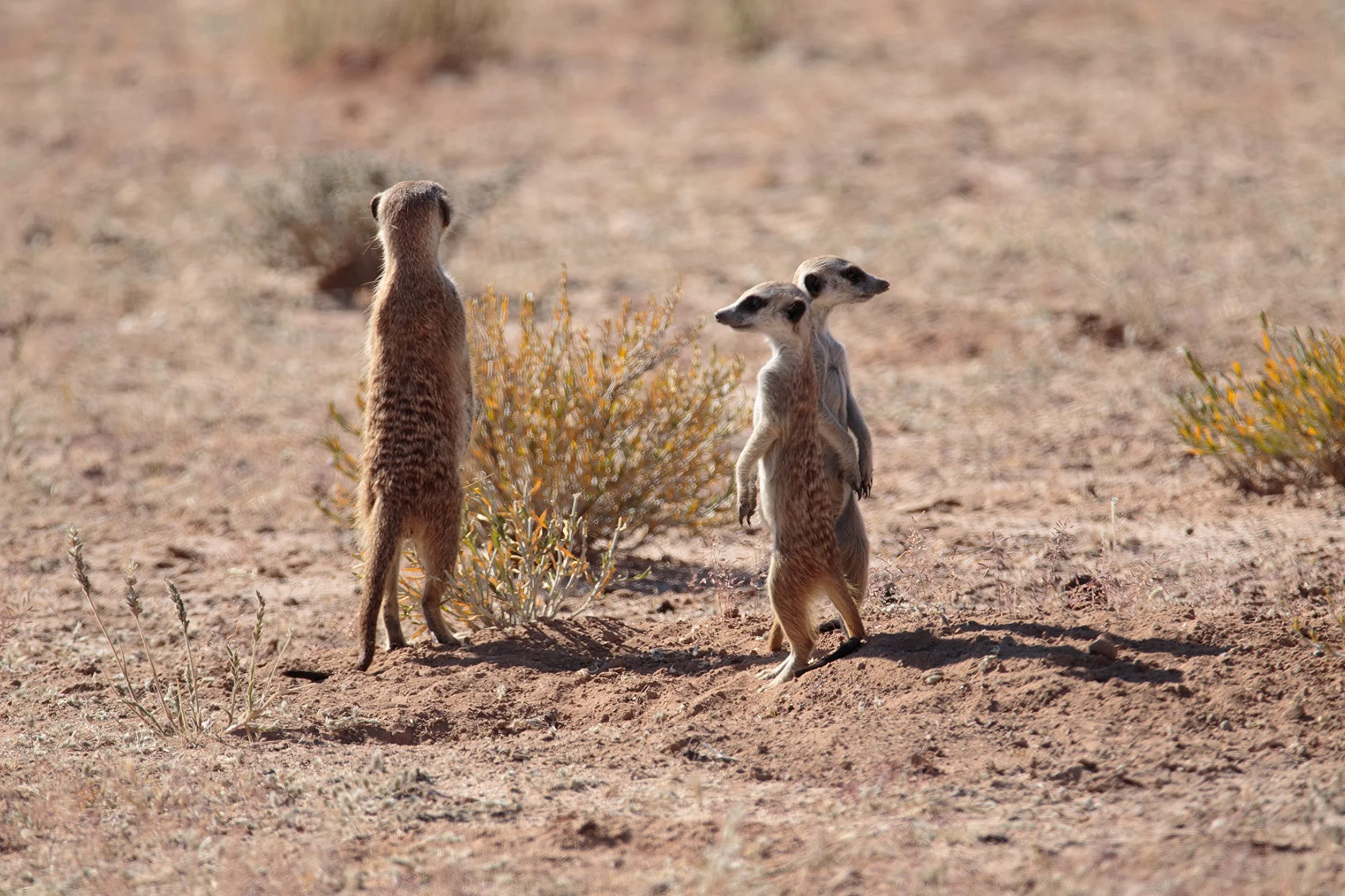 The Zoologists Guide to the Galaxy: What Animals on Earth Reveal About Alens - and Ourselves